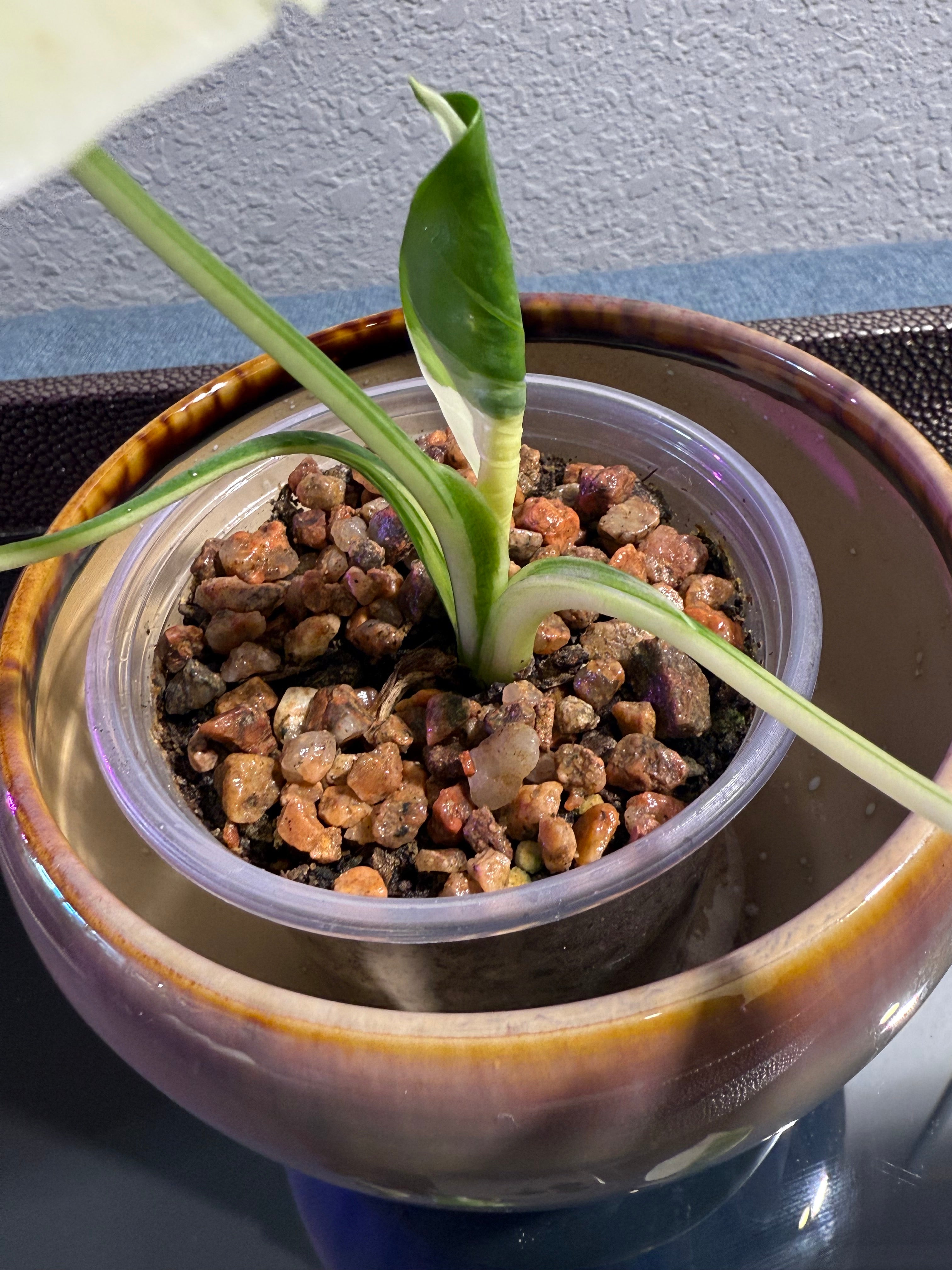 Alocasia Odora Albo