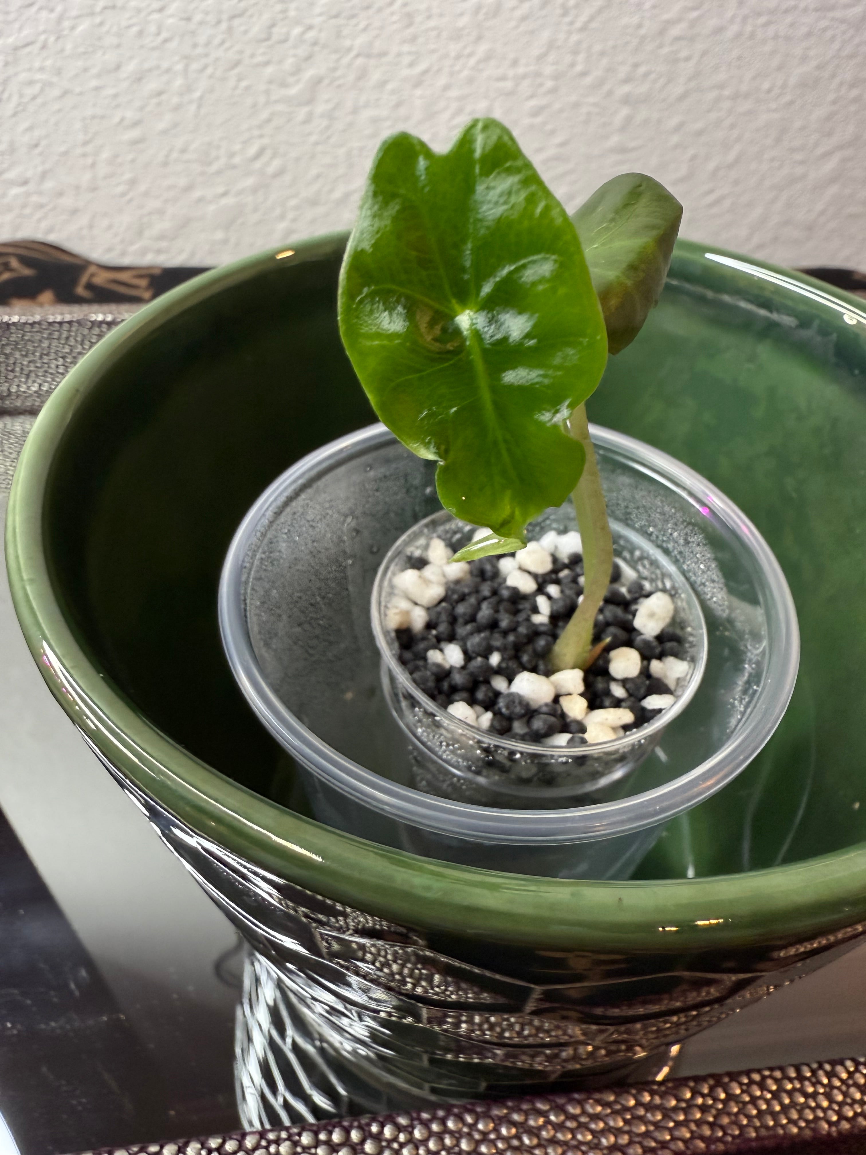 Alocasia Venom (acclimated tissue culture)