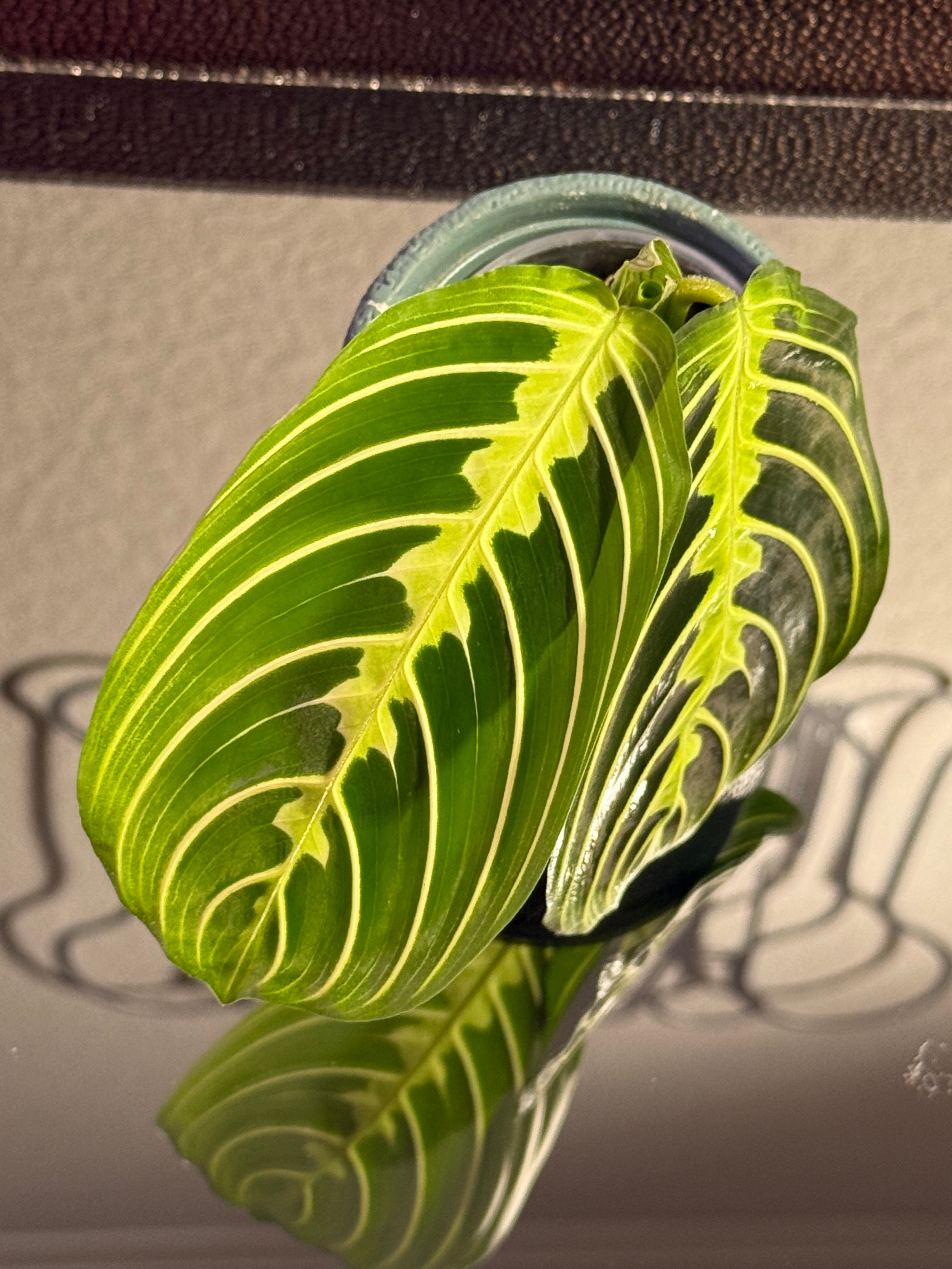 Maranta Lemon Lime (Prayer Plant) rooted cutting