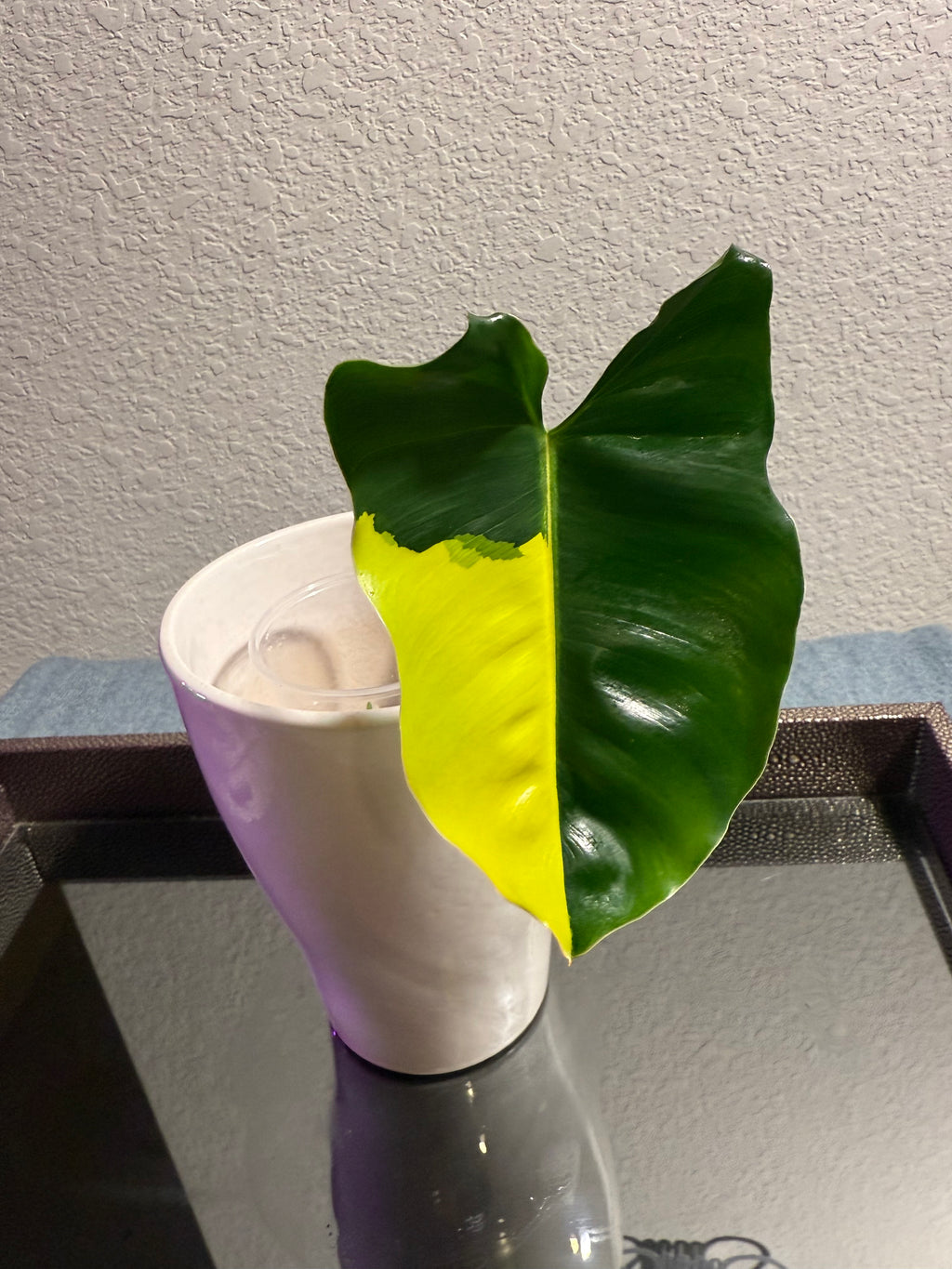 Philodendron Burle Marx Variegated