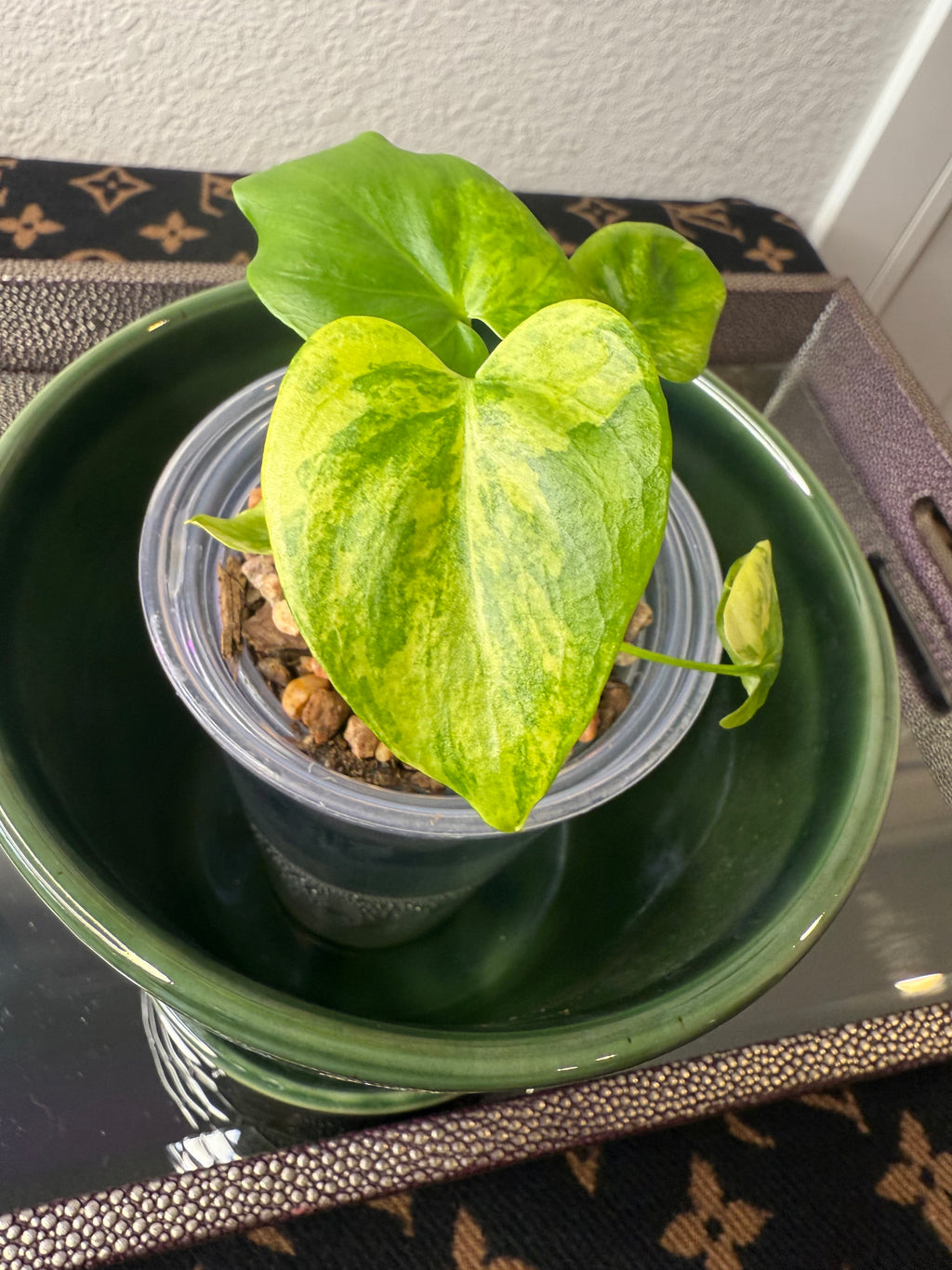 Philodendron Bipinnatifidum Aurea (acclimated tissue culture)