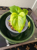 Philodendron Bipinnatifidum Aurea (acclimated tissue culture)