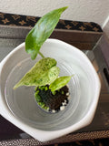 Alocasia Baginda
Dragon Scale Mint (acclimated tissue culture)