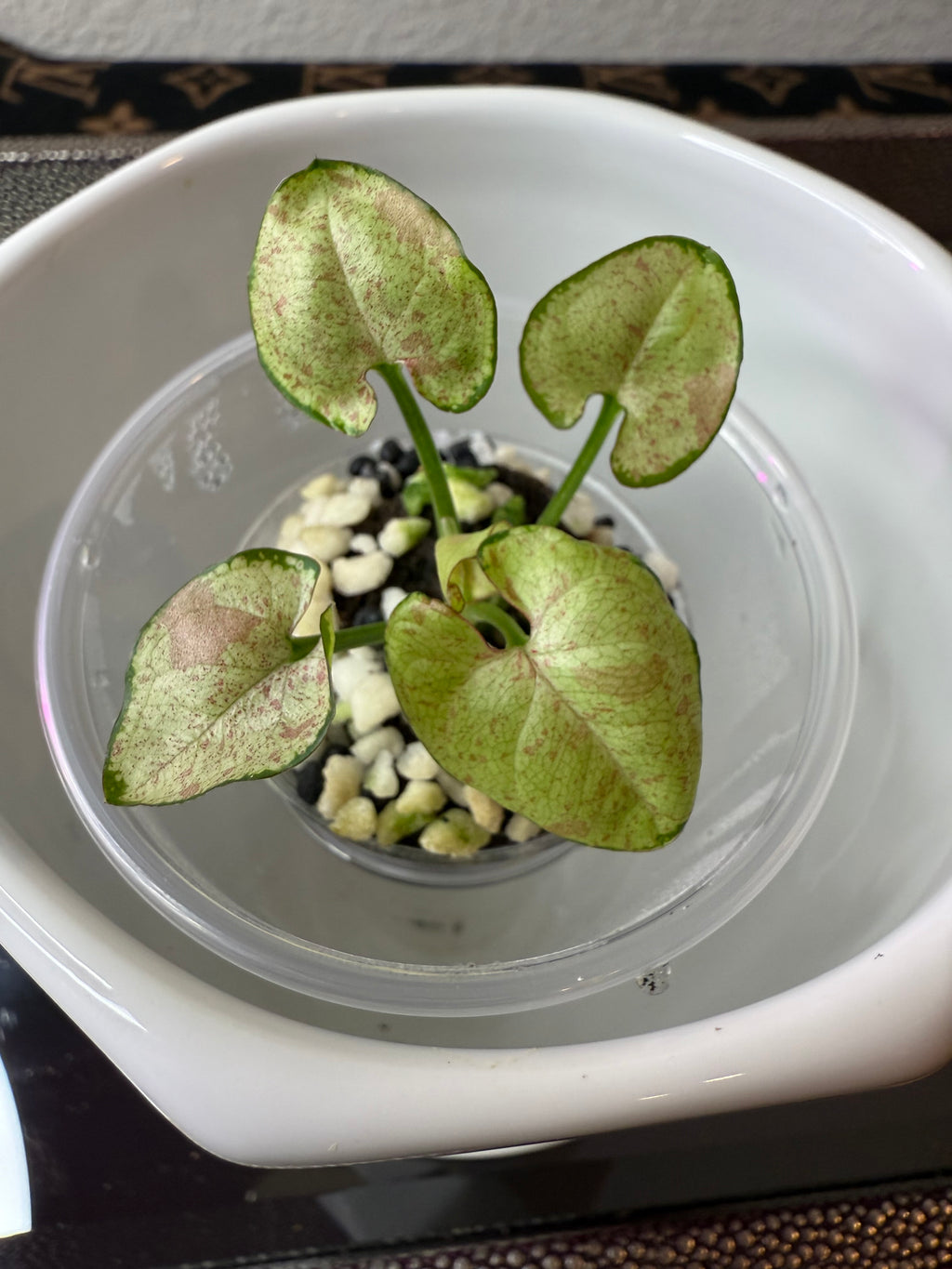 Syngonium
Milk Confetti (acclimated tissue culture)