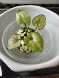 Syngonium
Milk Confetti (acclimated tissue culture)