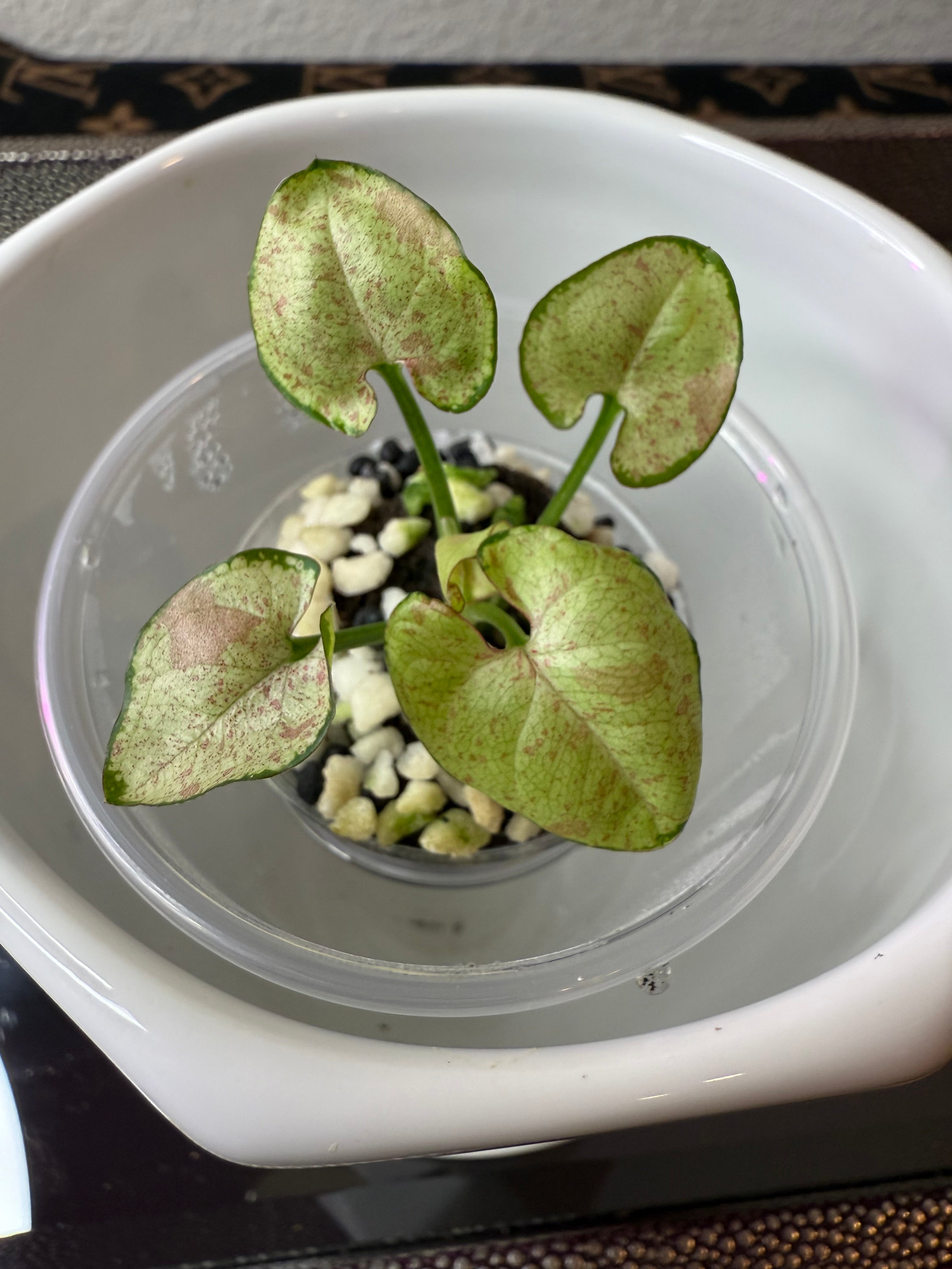 Syngonium
Milk Confetti (acclimated tissue culture)