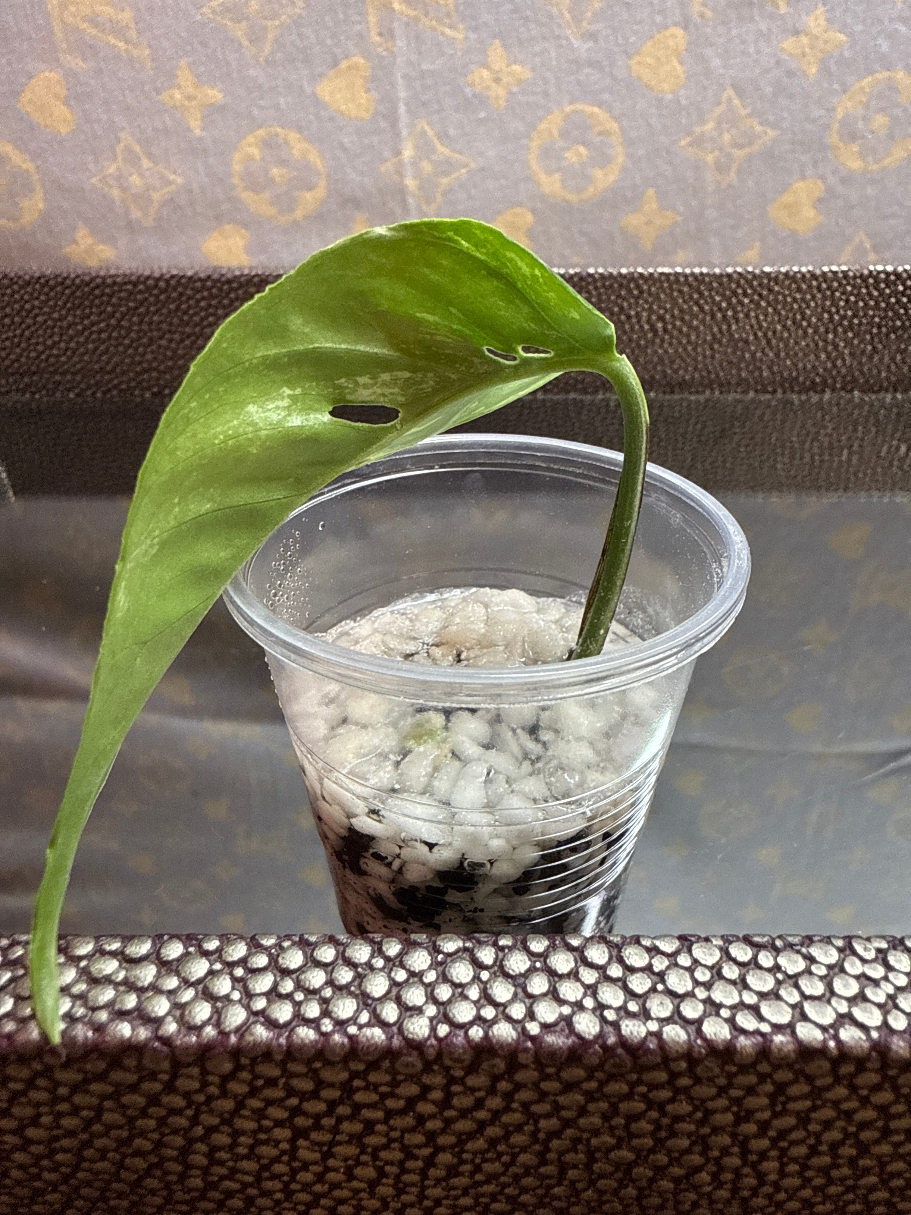 Epipremnum Pinnatum Albo cutting