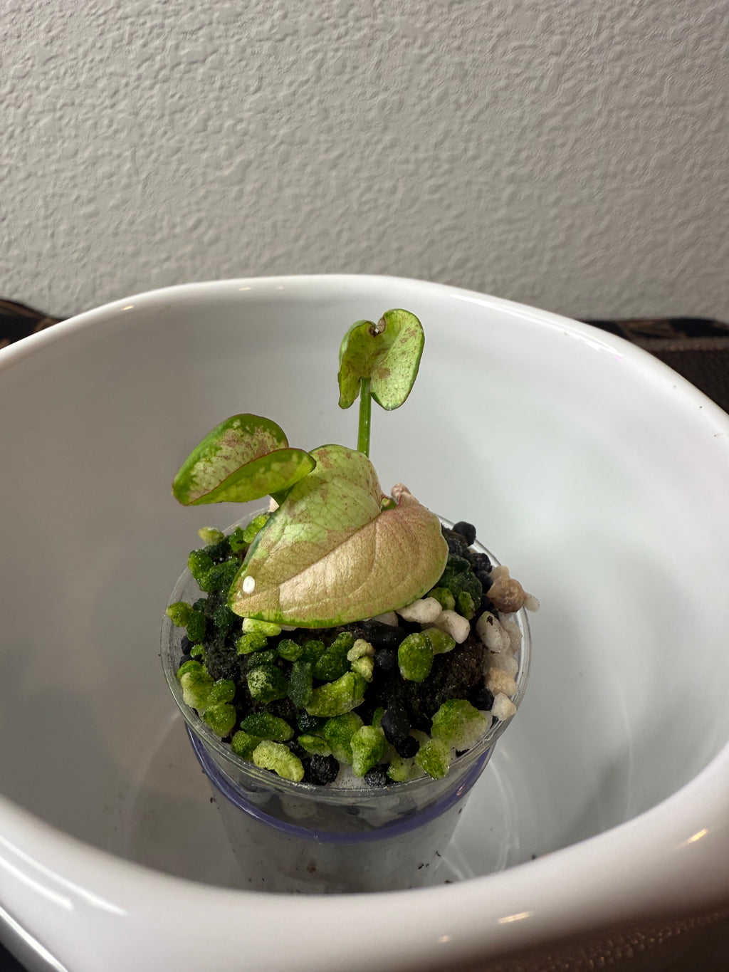 Syngonium
Milk Confetti (acclimated tissue culture)