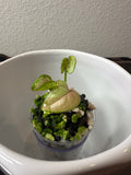 Syngonium
Milk Confetti (acclimated tissue culture)