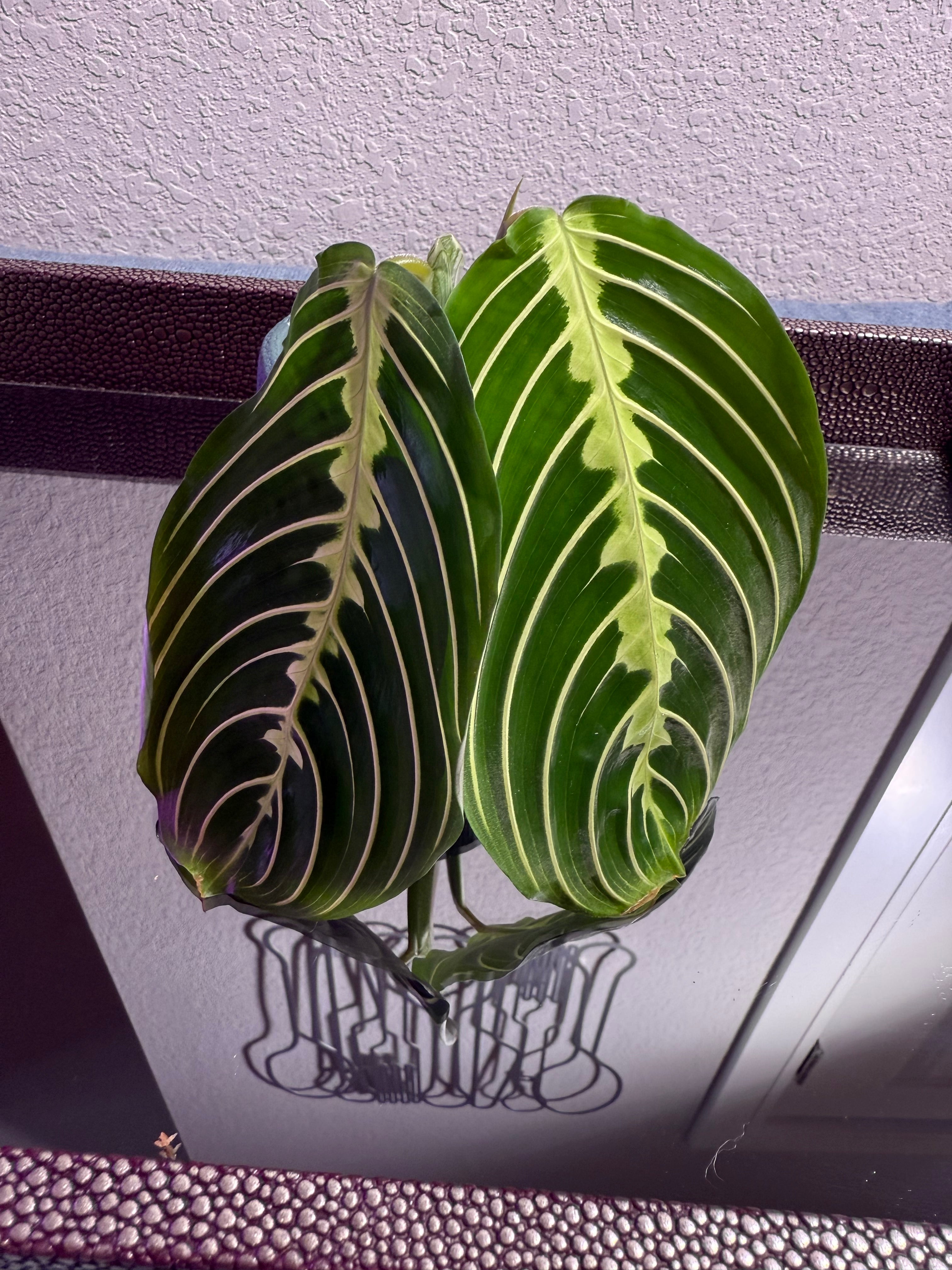 Maranta Lemon Lime (Prayer Plant) rooted cutting