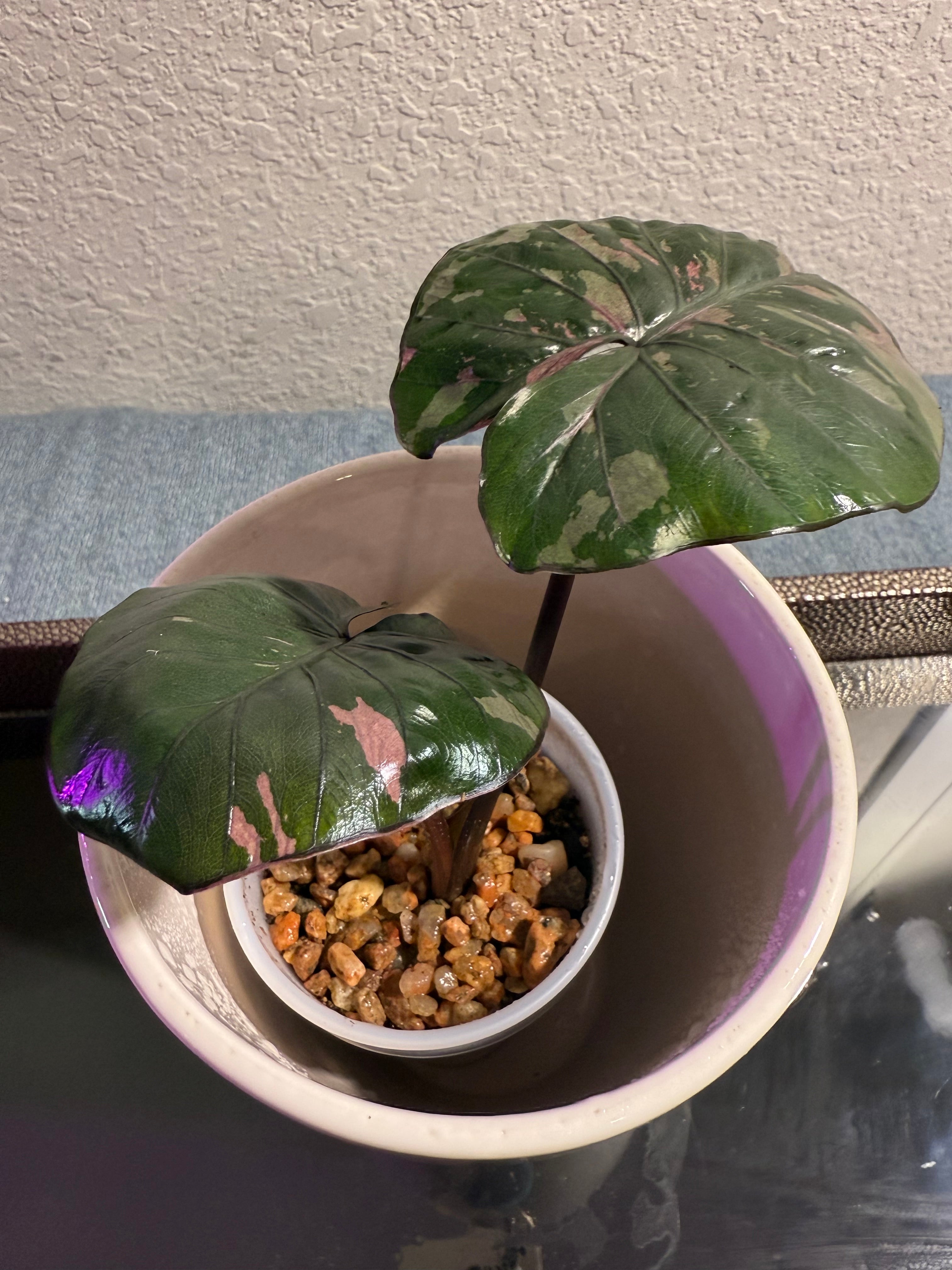 Alocasia Pink Serendipity