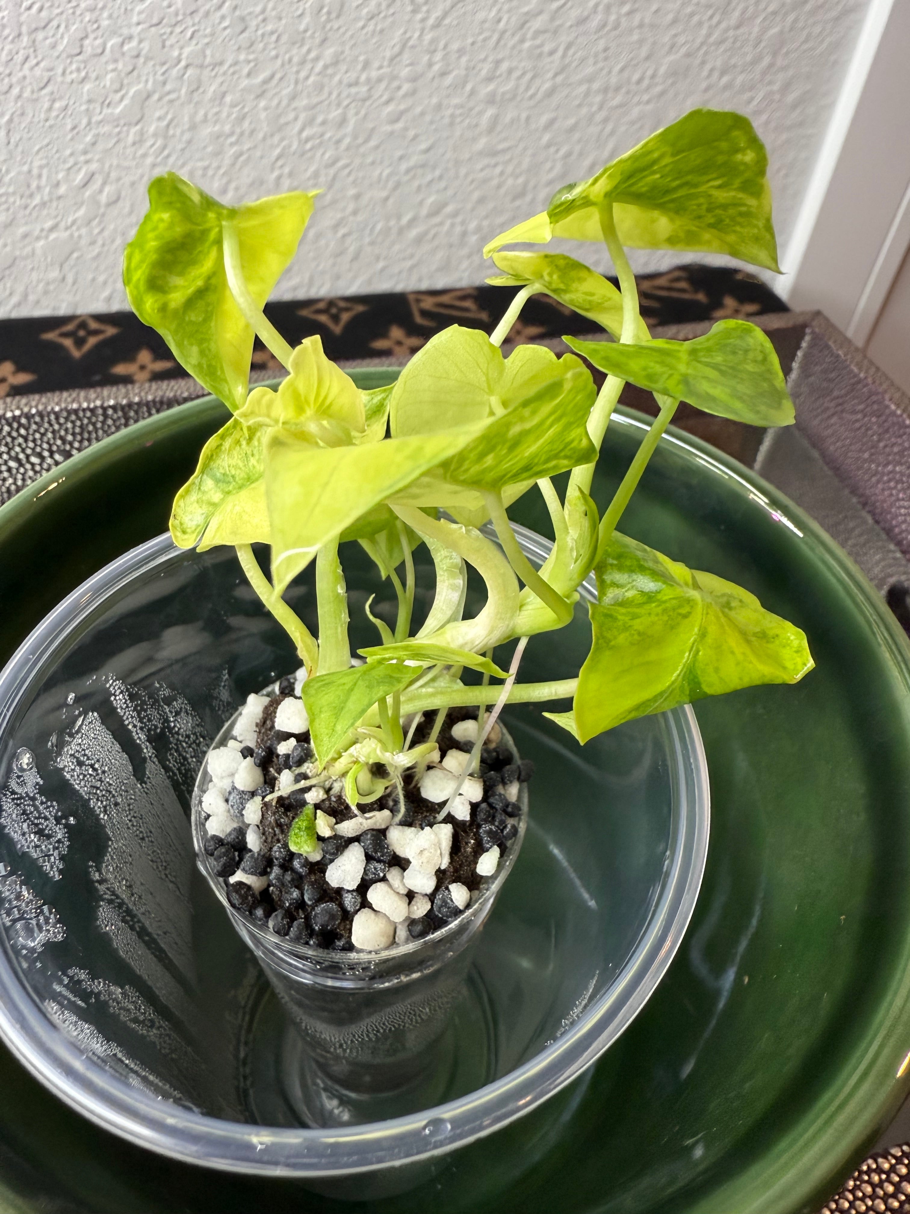 Alocasia Gageana Aurea Varigeated (acclimated tissue culture)