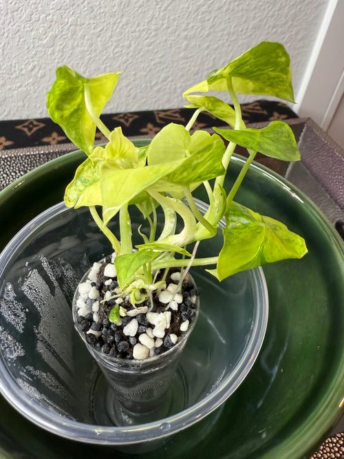 Alocasia Gageana Aurea Varigeated (acclimated tissue culture)