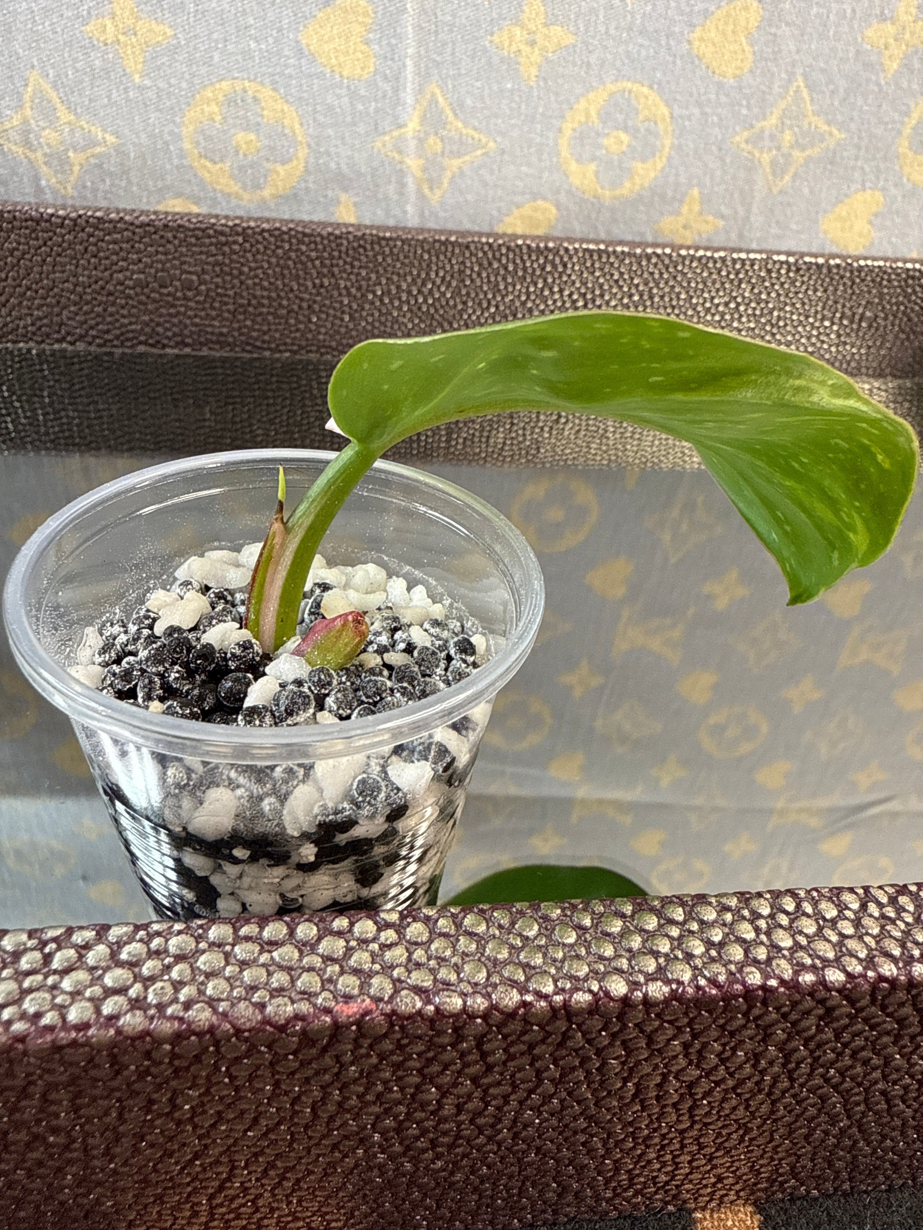 Philodendron White Knight Tricolor cutting
