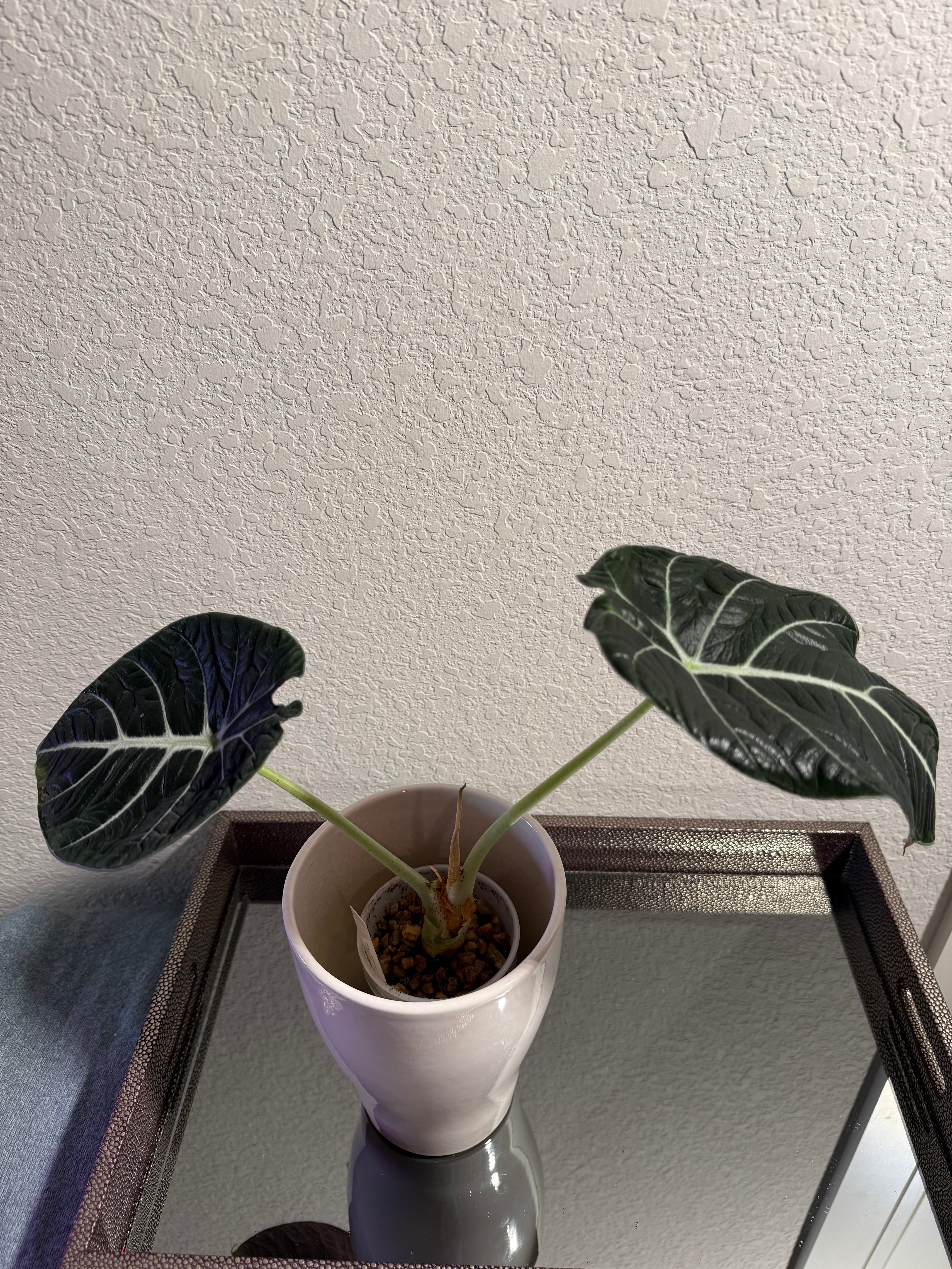 Black Velvet Alocasia