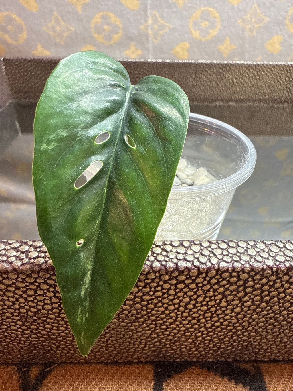 Epipremnum Pinnatum Albo cutting