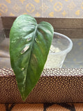 Epipremnum Pinnatum Albo cutting