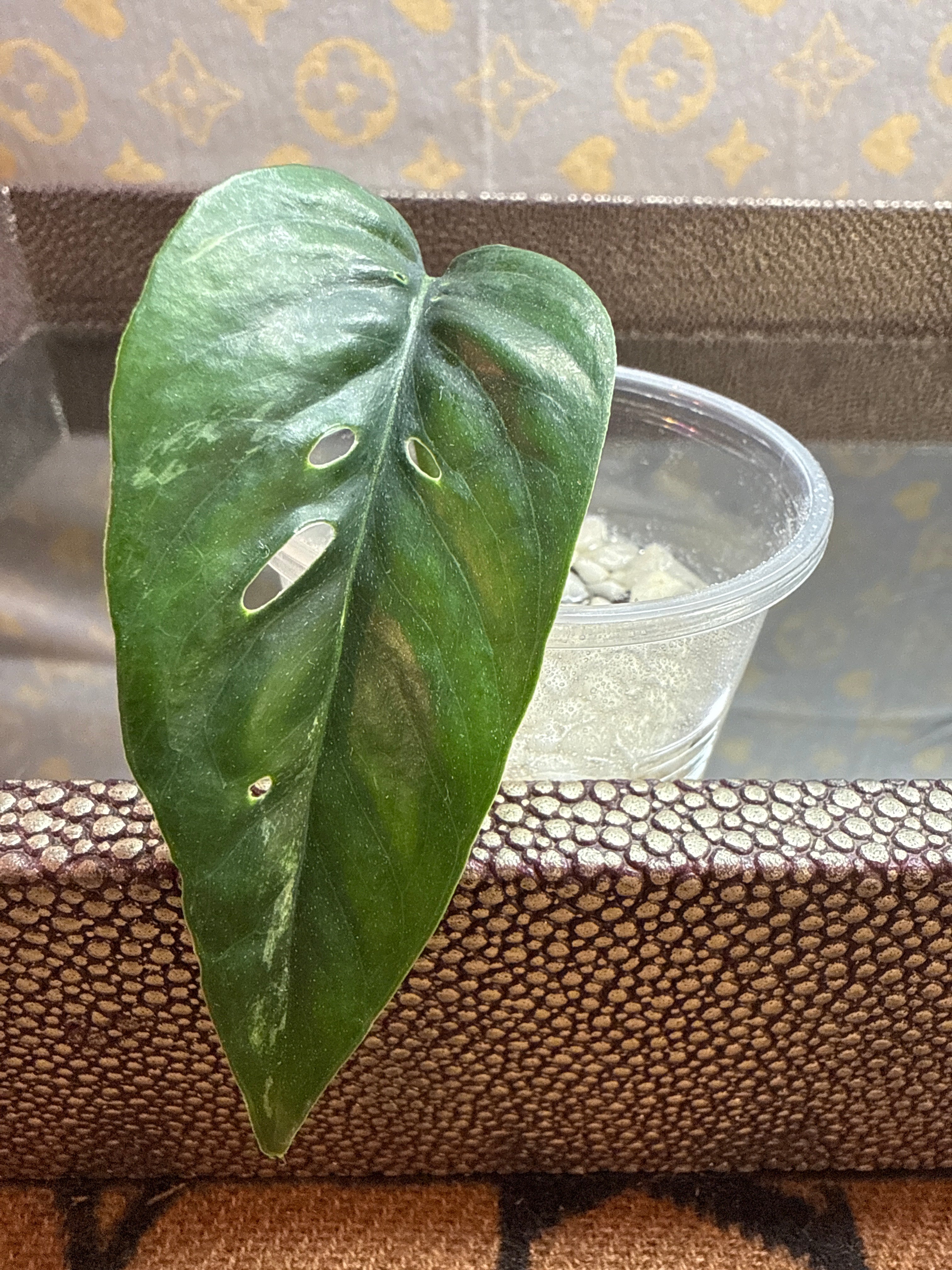 Epipremnum Pinnatum Albo cutting