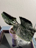 Alocasia Antoro Velvet