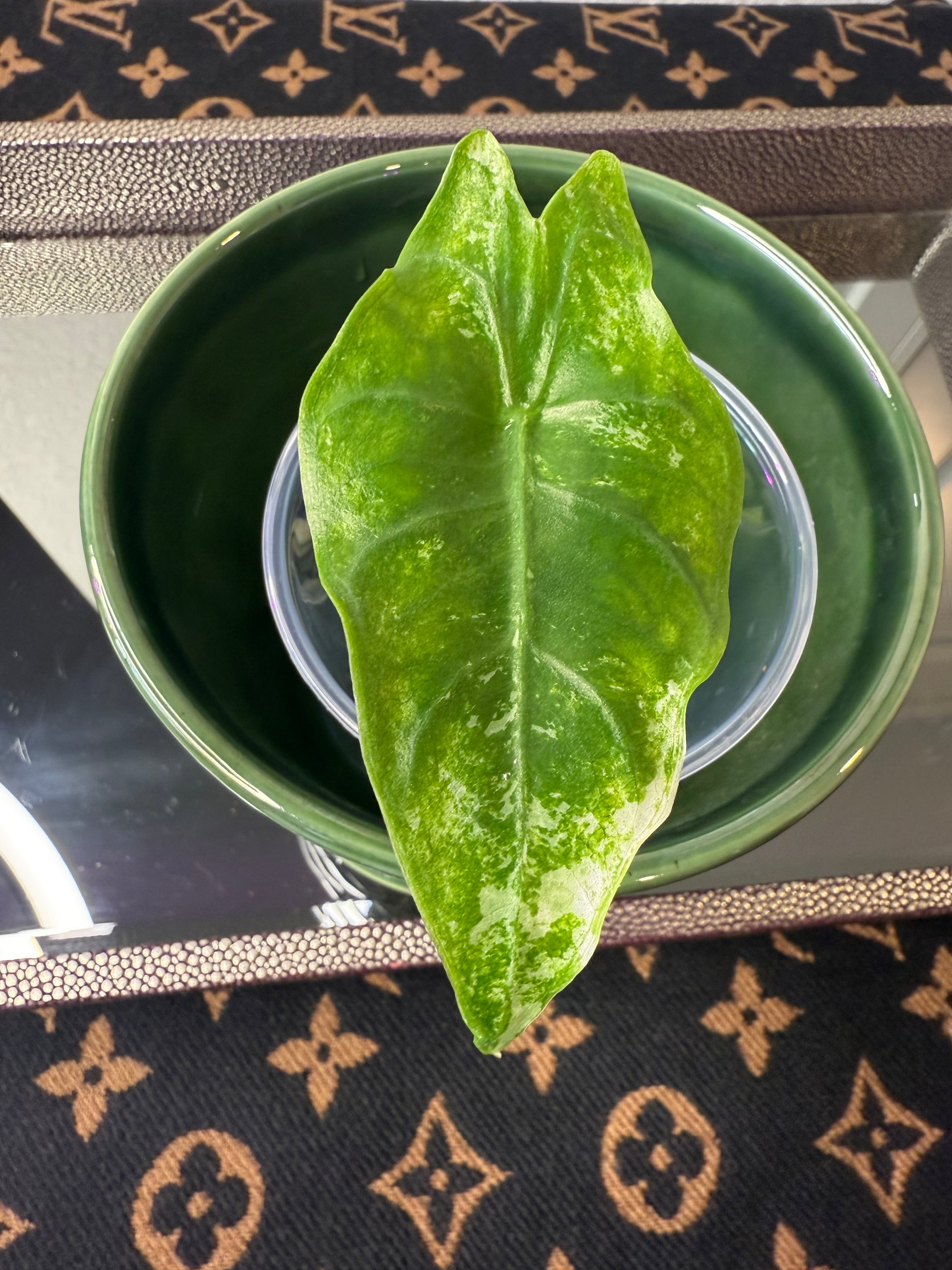 Alocasia Longiloba Albo Variegated