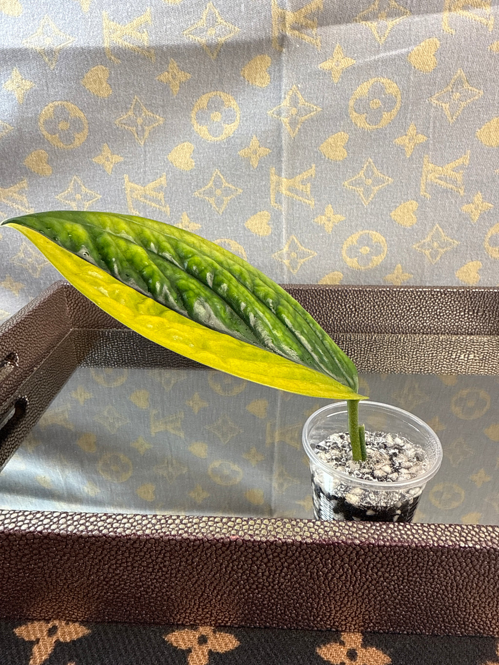 Monstera Peru Variegated rooted cutting