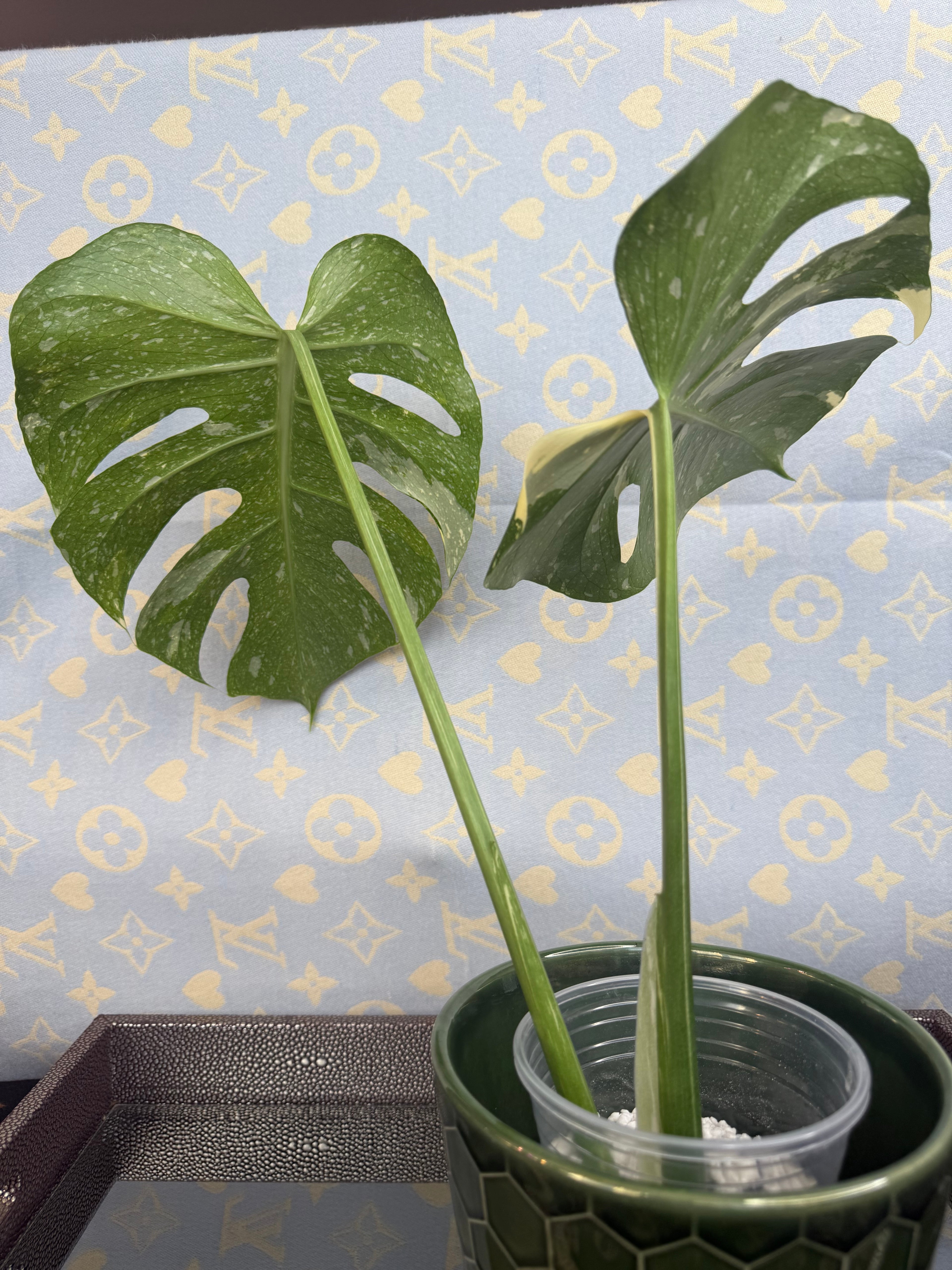 Monstera Thai Constellation cutting