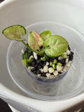 Syngonium
Milk Confetti (acclimated tissue culture)
