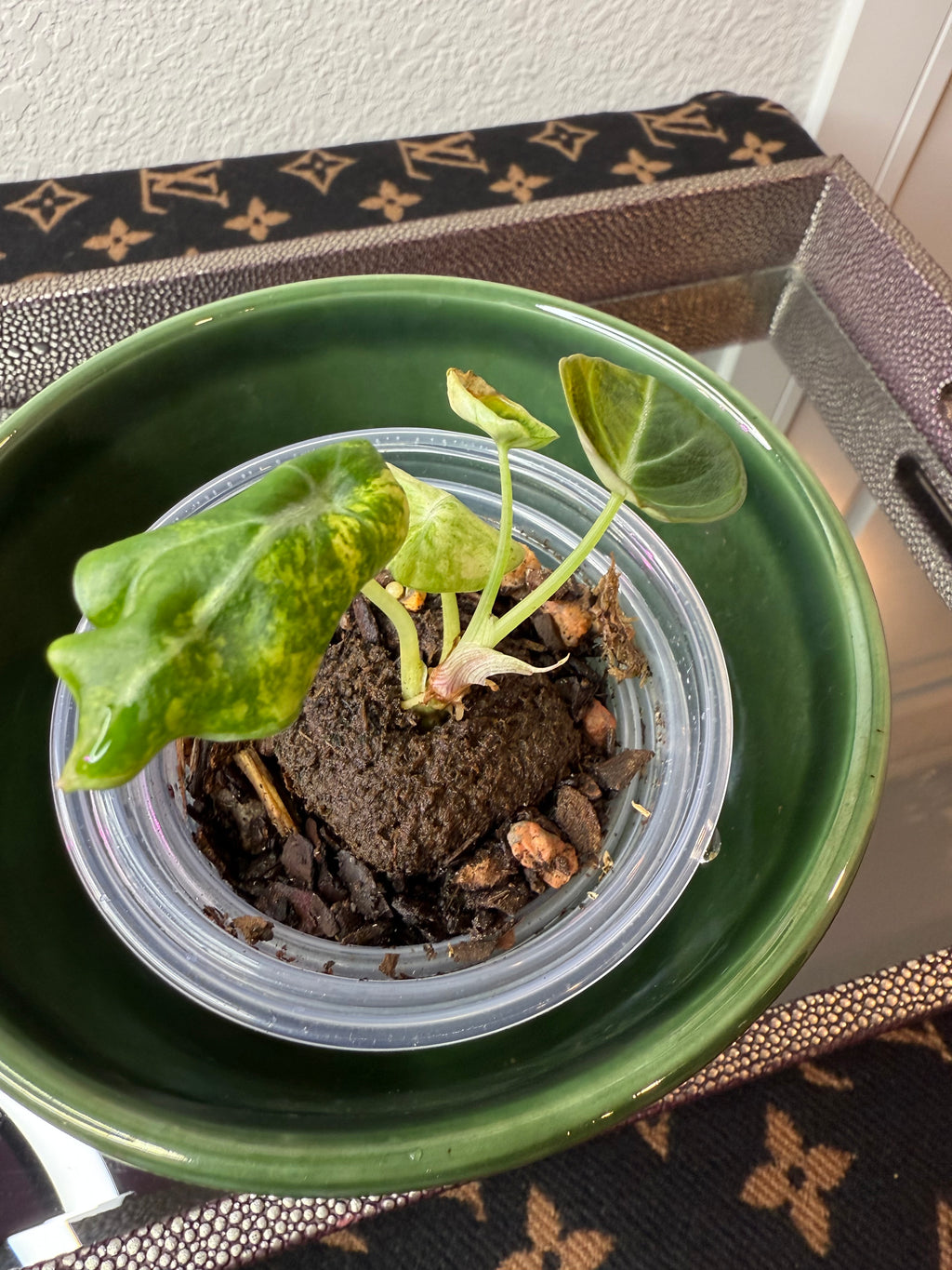 Alocasia Black Velvet Gold-Aurea (acclimated tissue culture)
