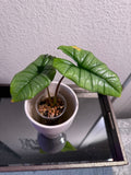 Alocasia Bisma
