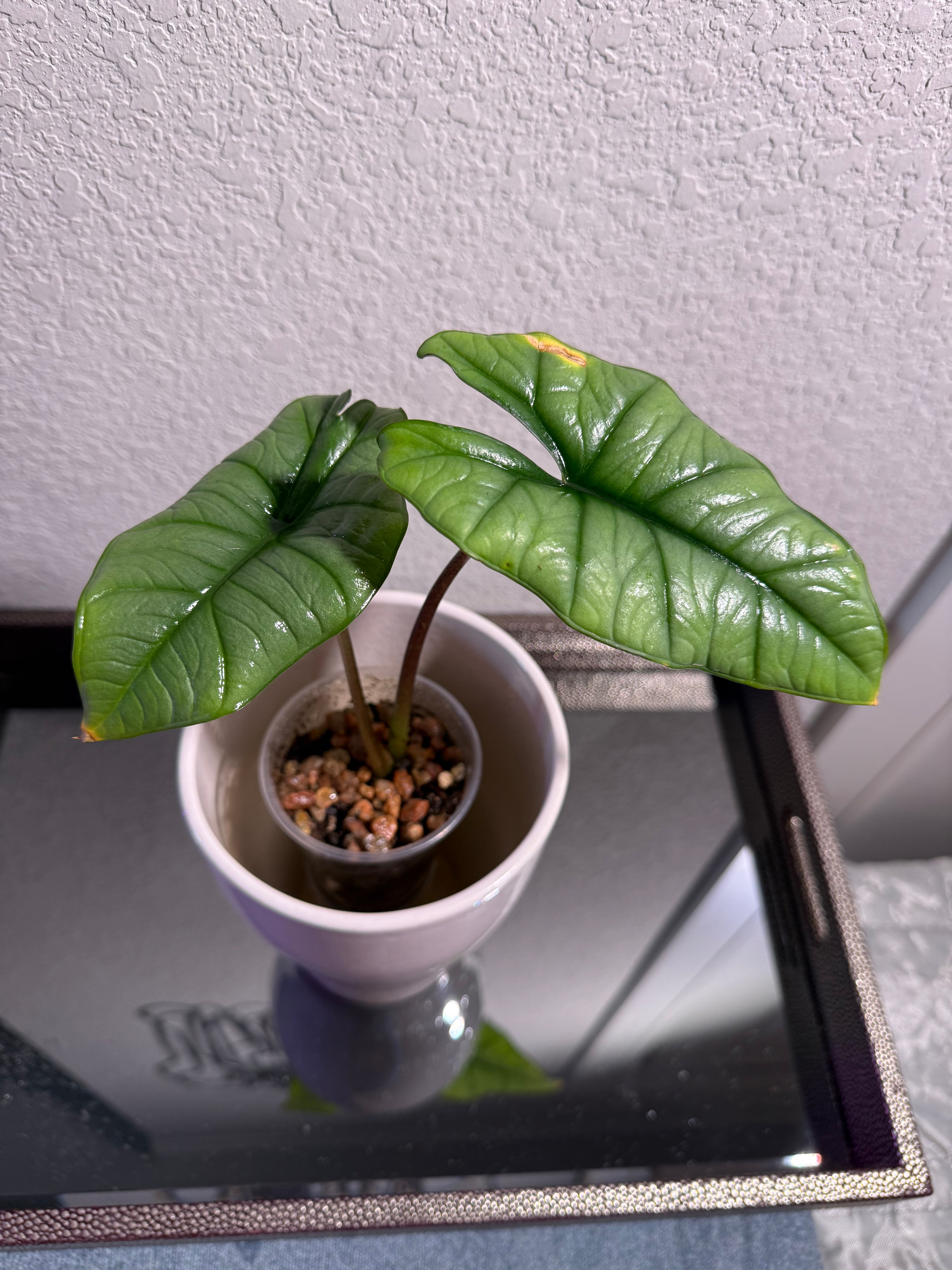 Alocasia Bisma