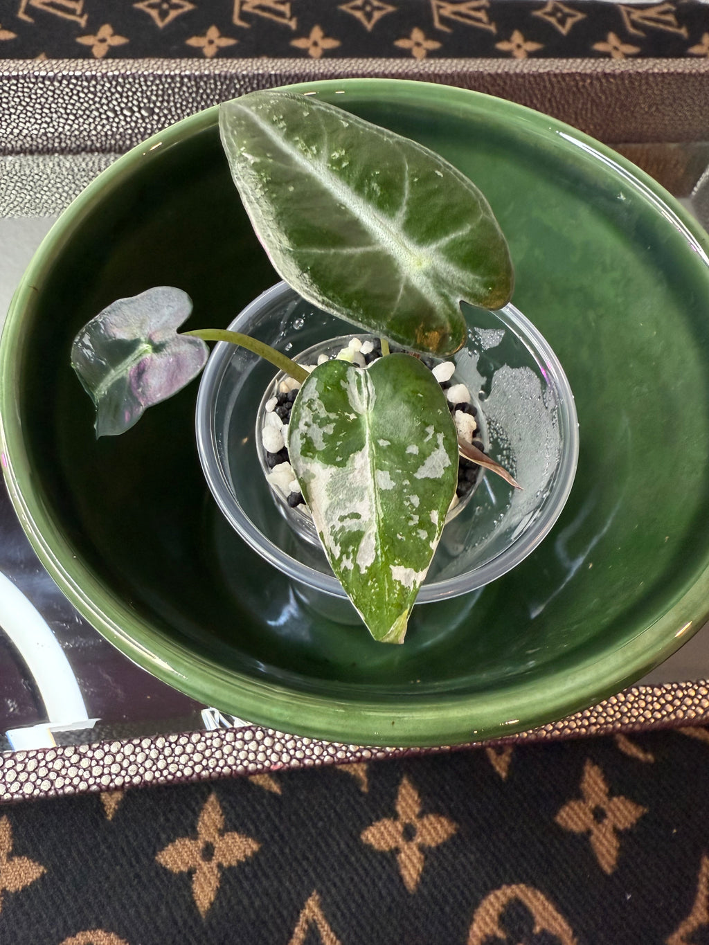 Alocasia Bambino
Arrow Variegated (acclimated tissue culture)
