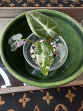 Alocasia Bambino
Arrow Variegated (acclimated tissue culture)