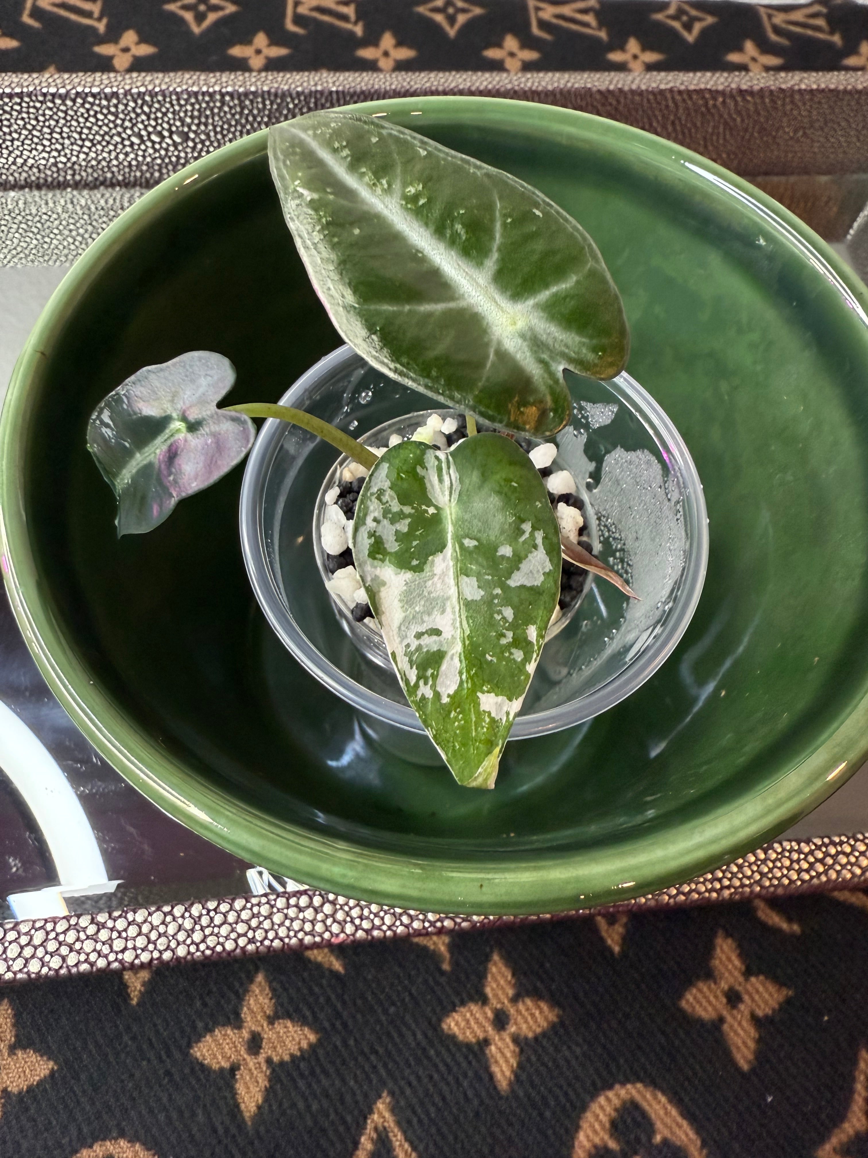 Alocasia Bambino
Arrow Variegated (acclimated tissue culture)