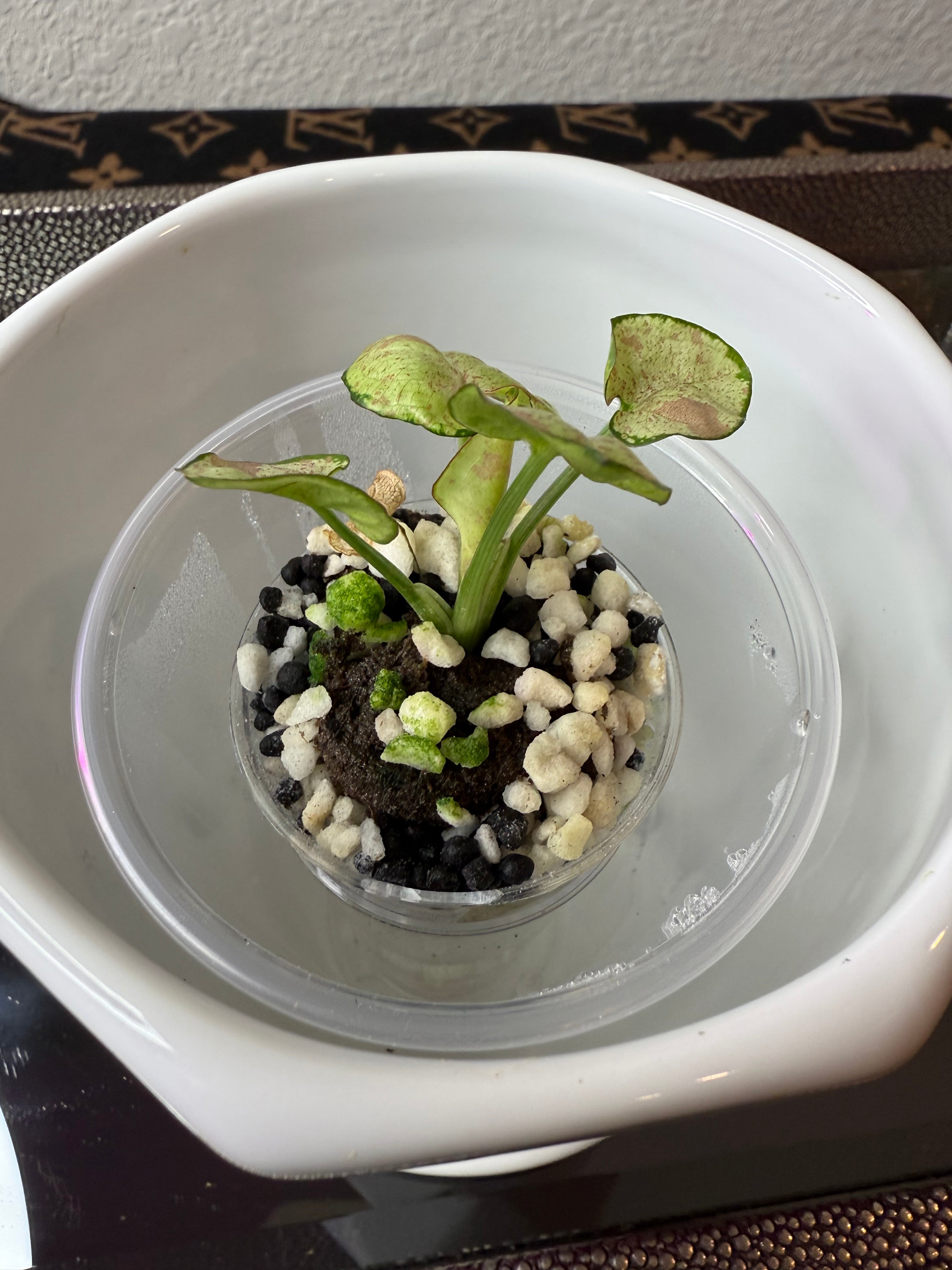 Syngonium
Milk Confetti (acclimated tissue culture)