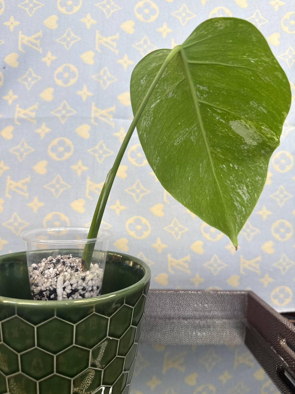 Monstera Albo cutting