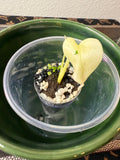 Monstera White Monster (acclimated tissue culture)