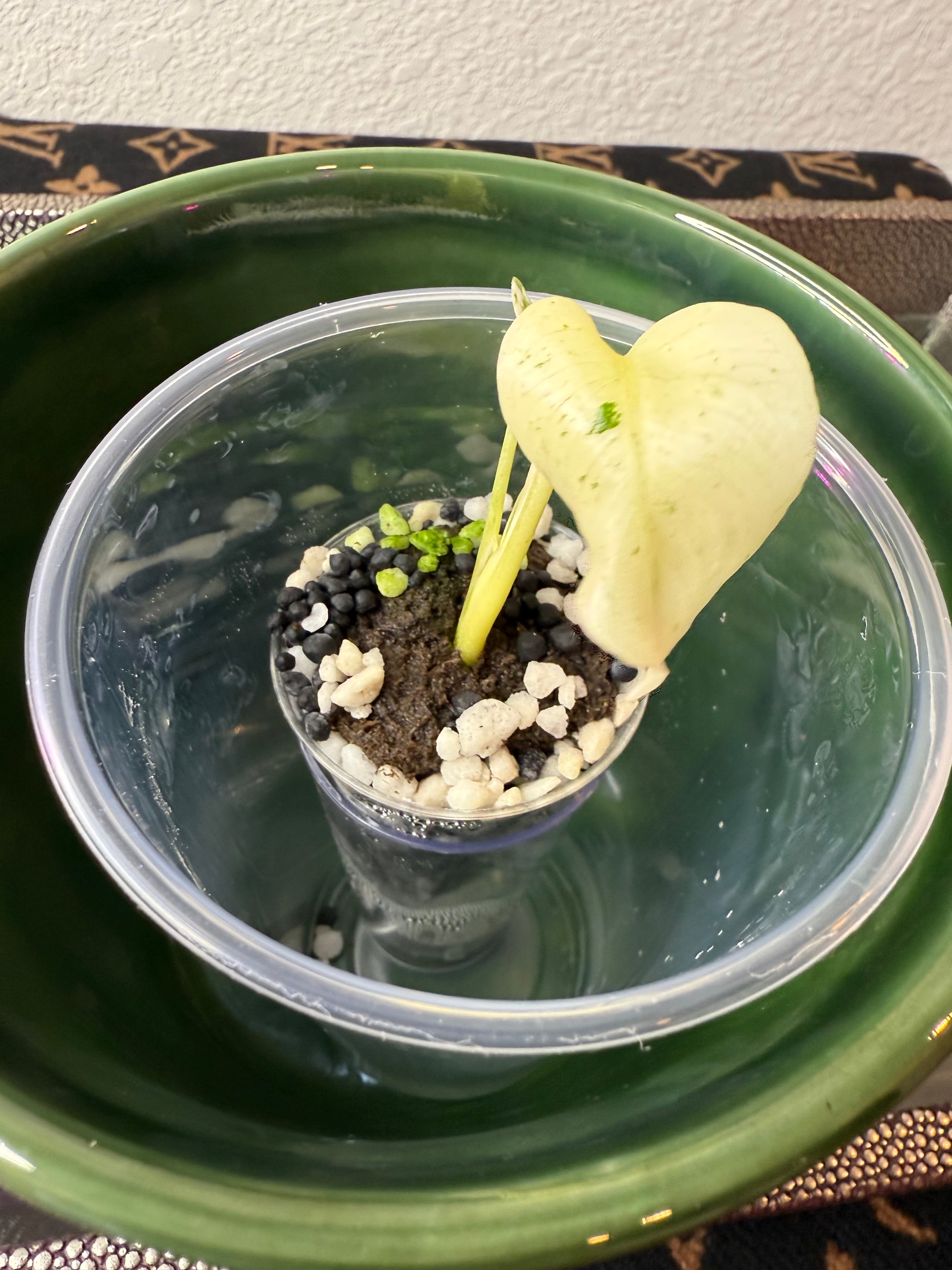 Monstera White Monster (acclimated tissue culture)