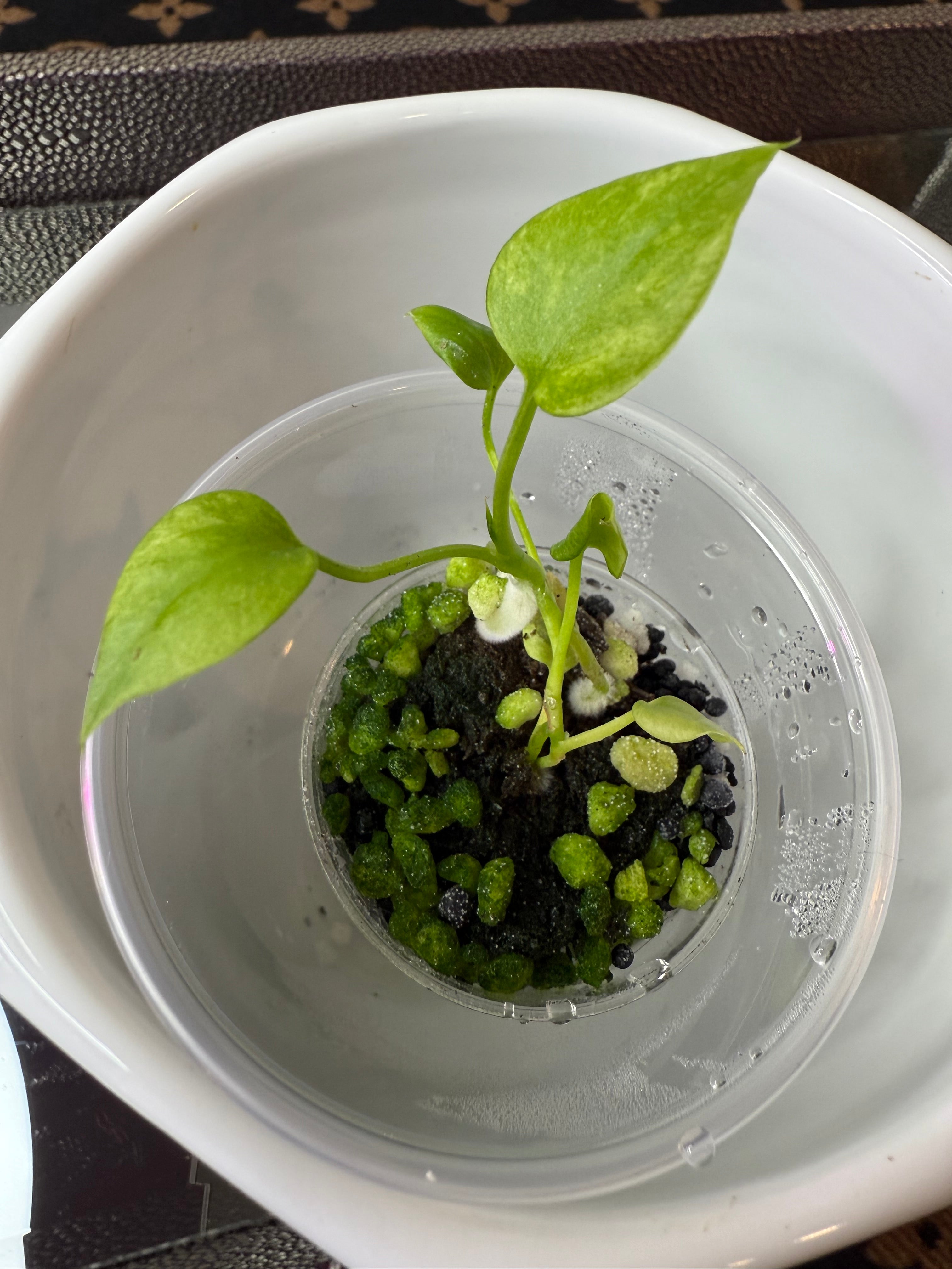 Anthurium Vittarifolium Variegated (acclimated tissue culture)