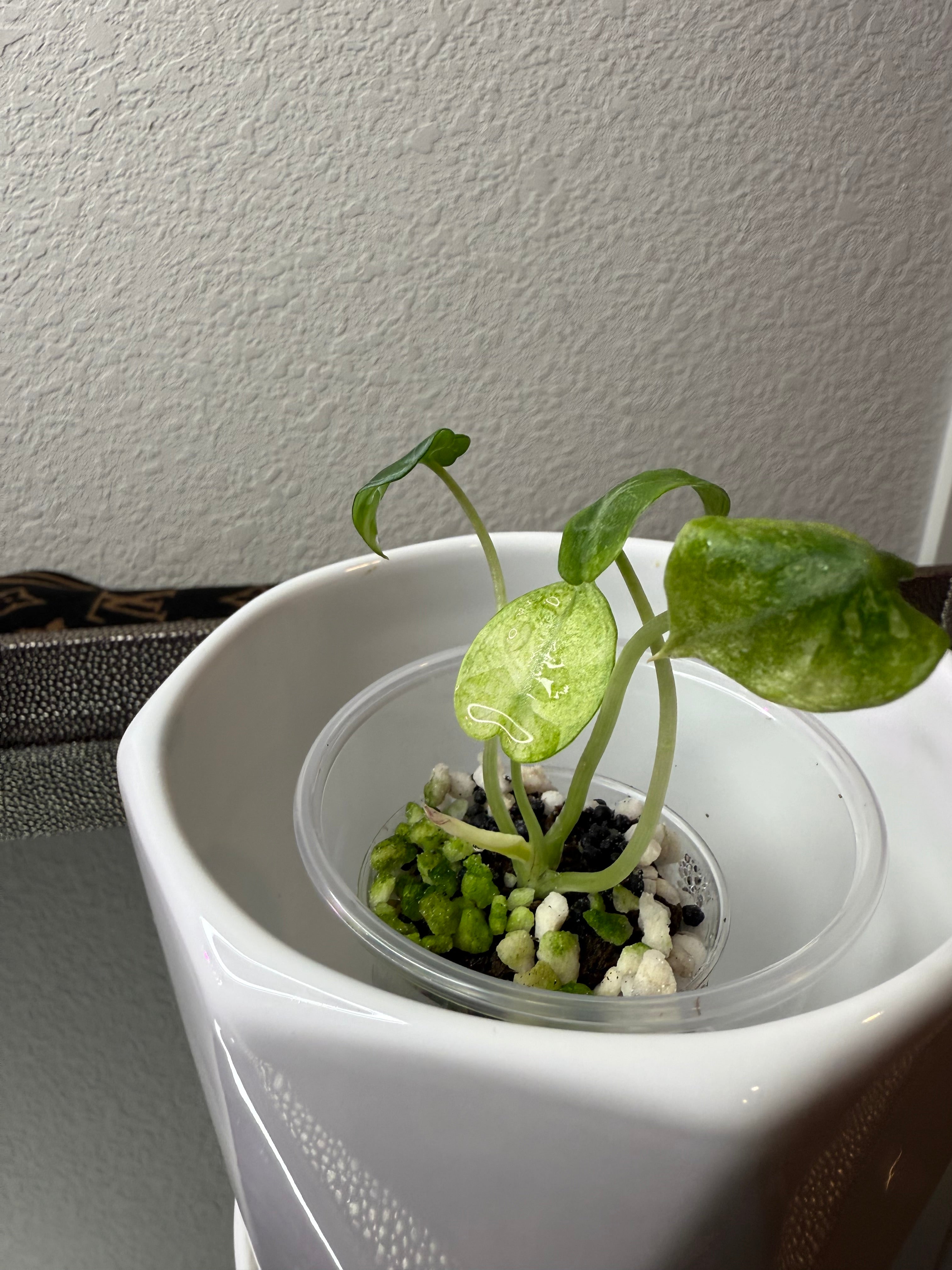 Alocasia Ninja Tri-Color (acclimated tissue culture)