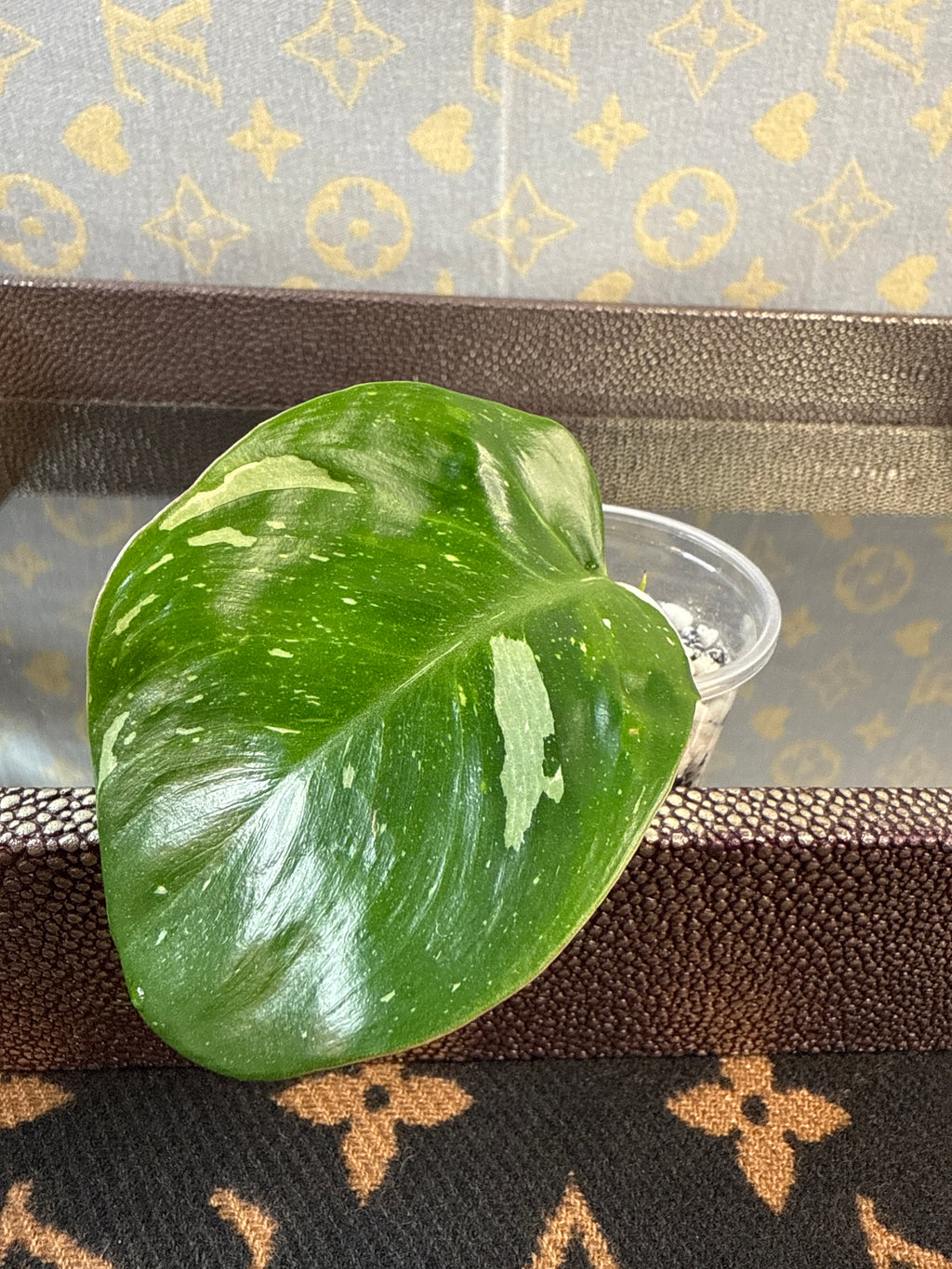 Philodendron White Knight Tricolor cutting