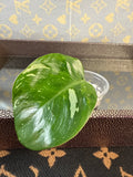 Philodendron White Knight Tricolor cutting