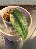 Scindapsus Apolaki Variegated