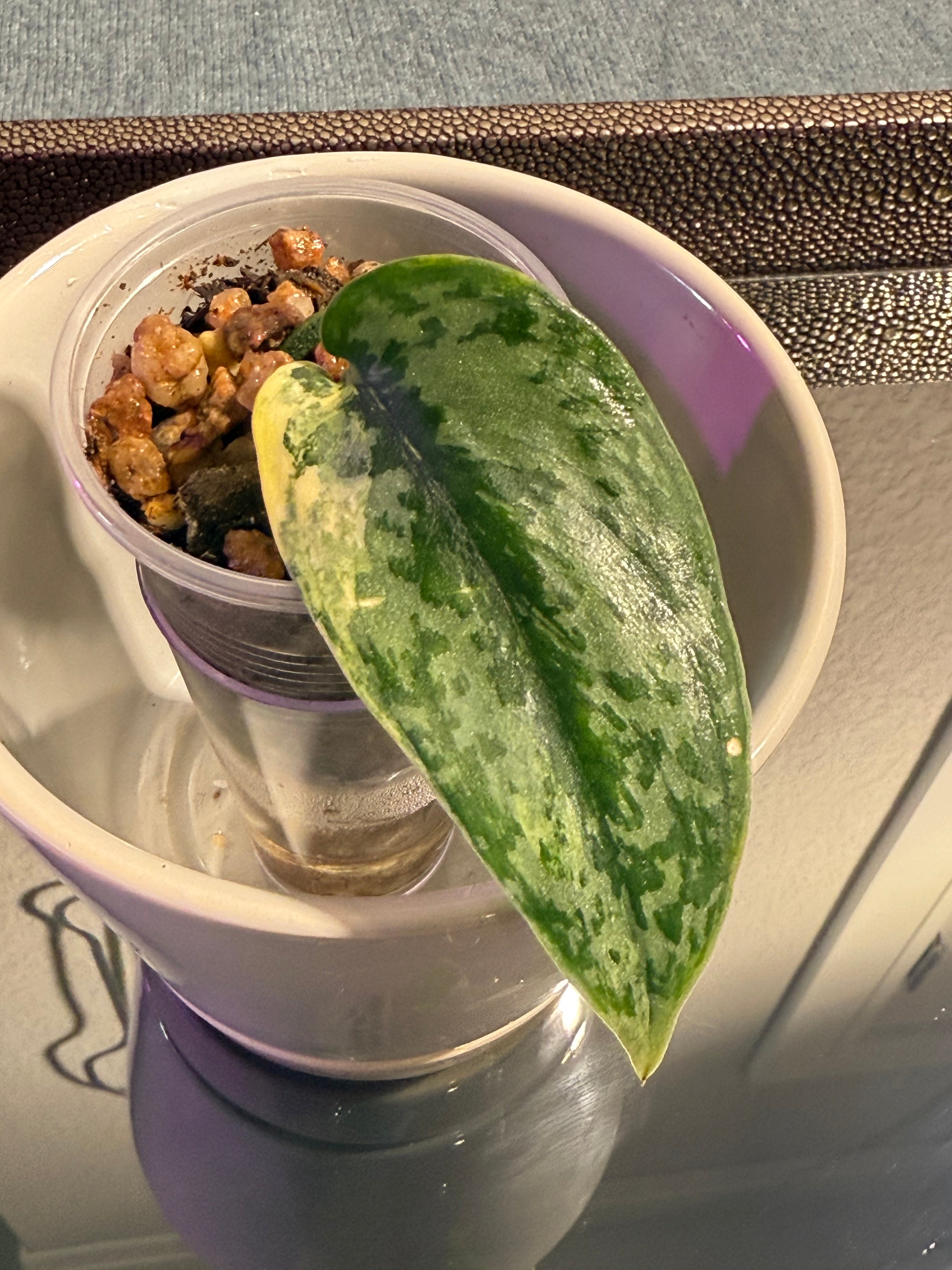 Scindapsus Apolaki Variegated