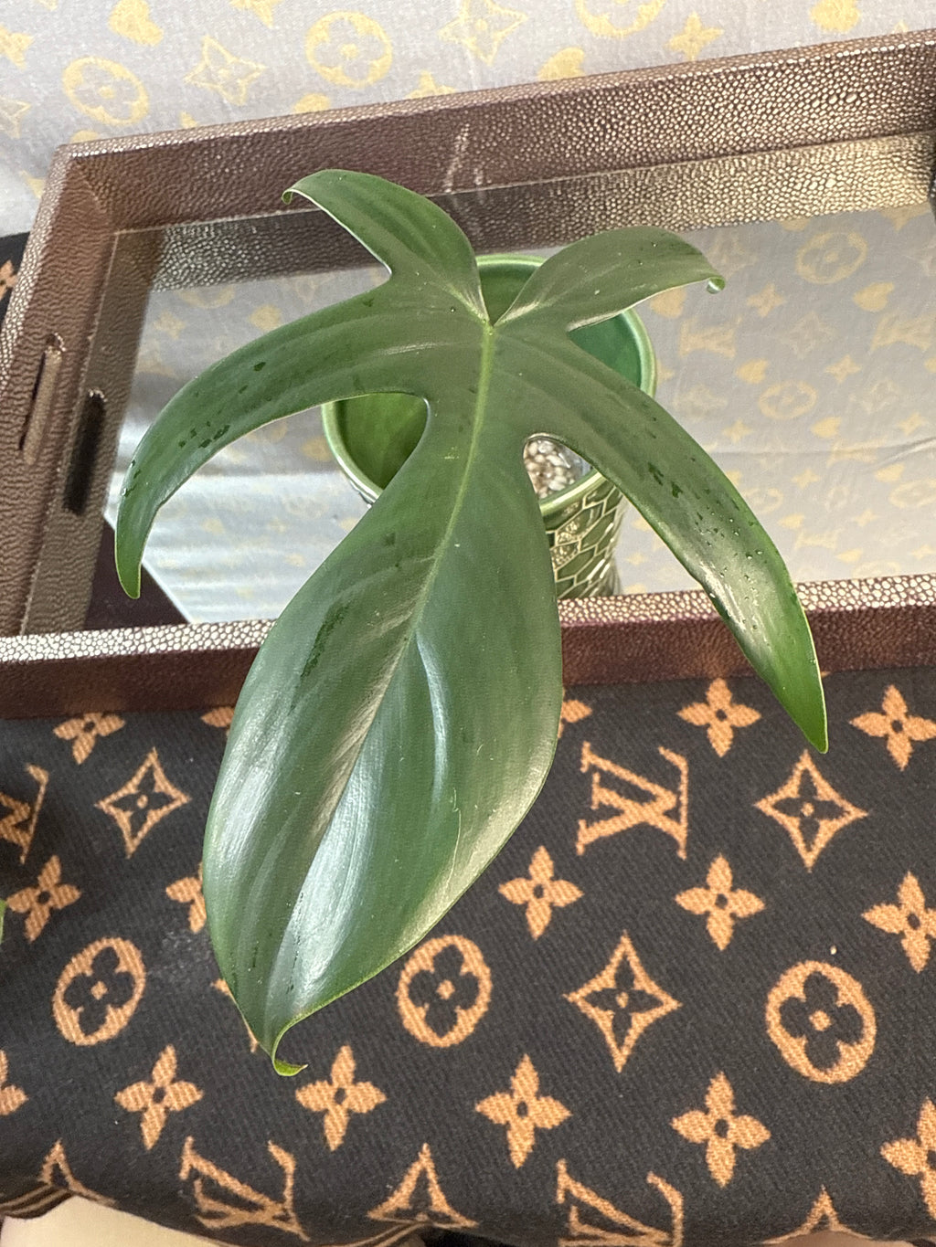 Philodendron Florida Green rooted cutting