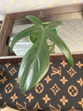 Philodendron Florida Green rooted cutting