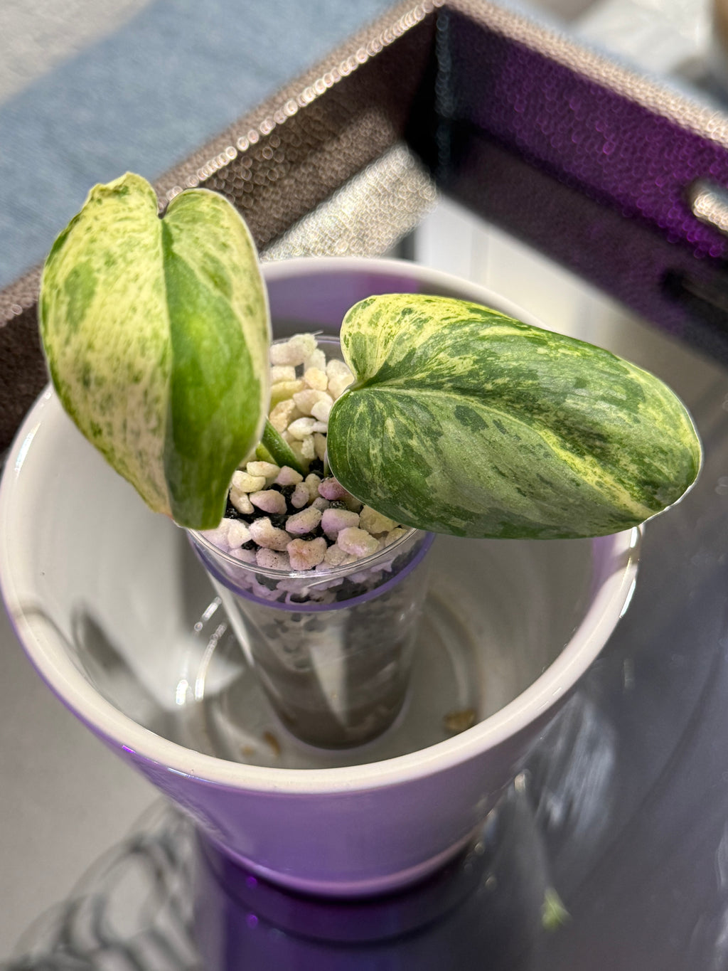 Scindapsus Dark Cloud Variegated