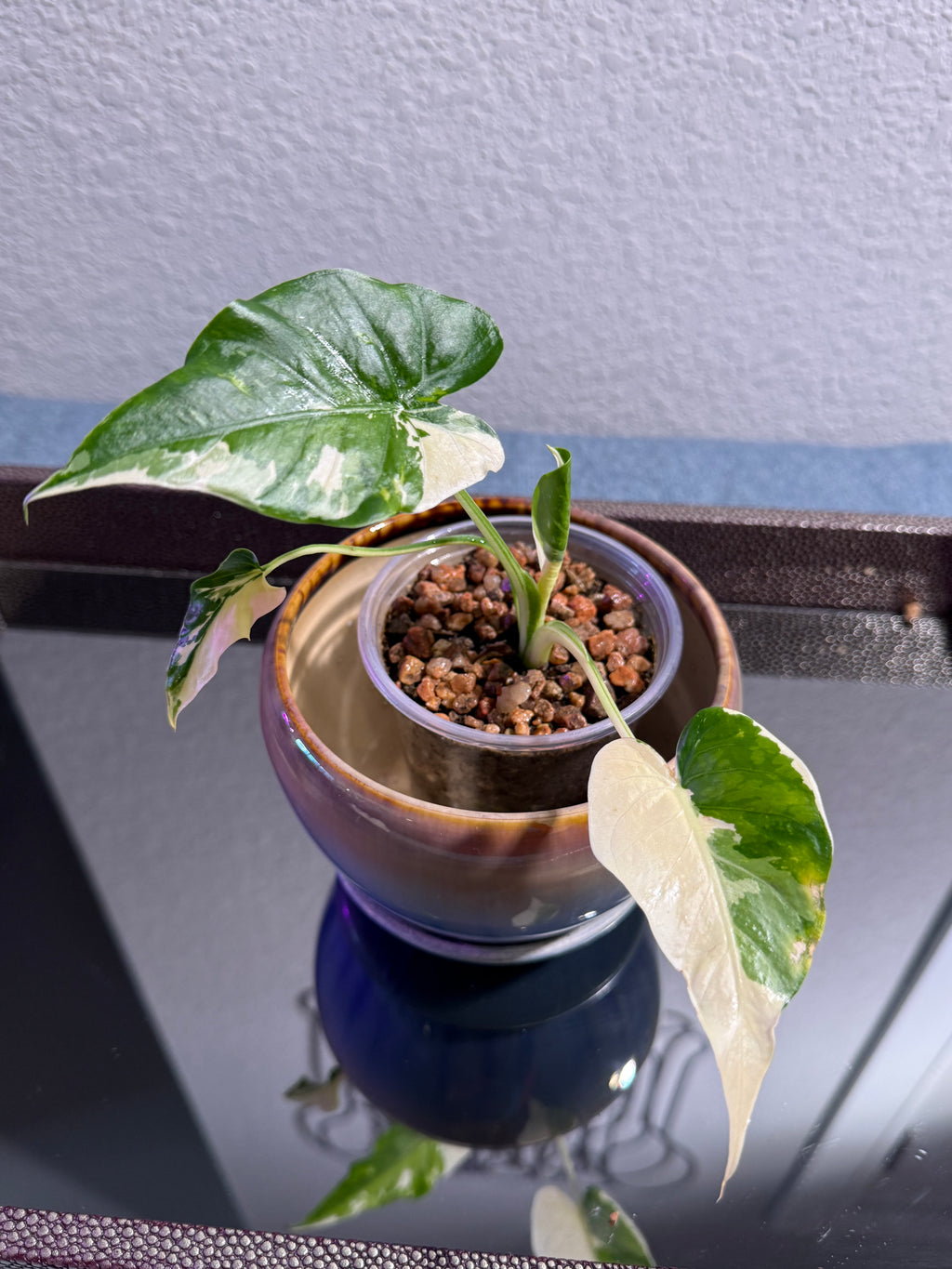 Alocasia Odora Albo