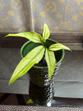 Syngonium Angustatum Variegated cutting