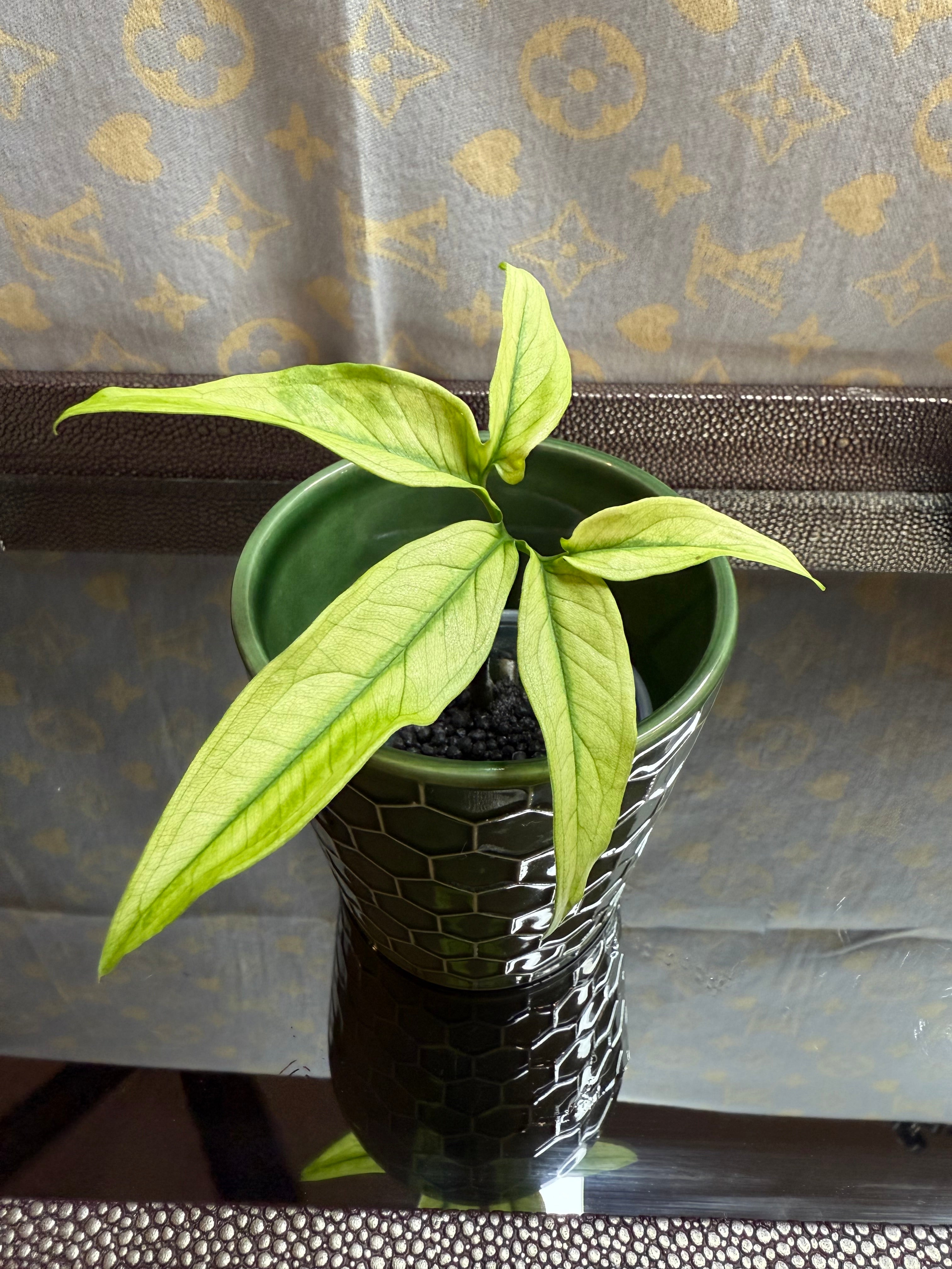 Syngonium Angustatum Variegated cutting