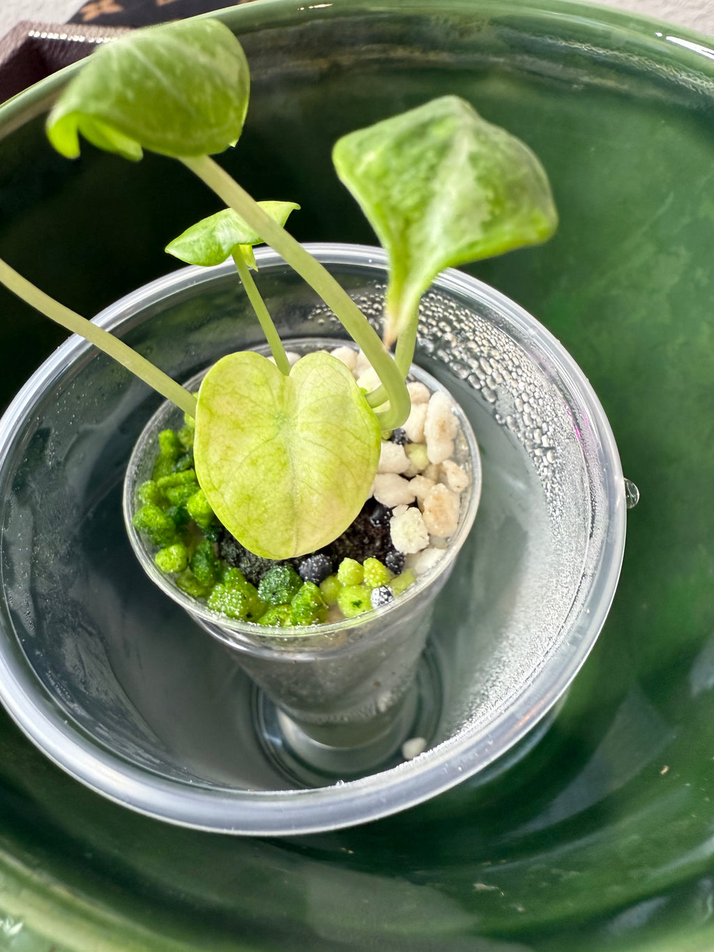 Alocasia Ninja Tri-Color (acclimated tissue culture)